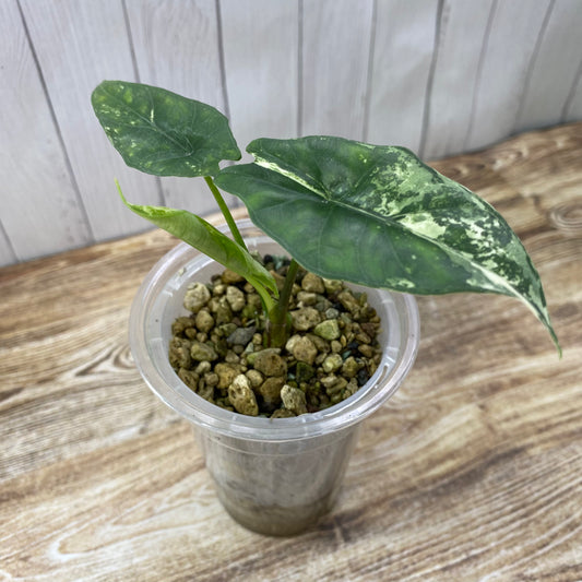 Alocasia Simpo Albo Variegated - A (C)