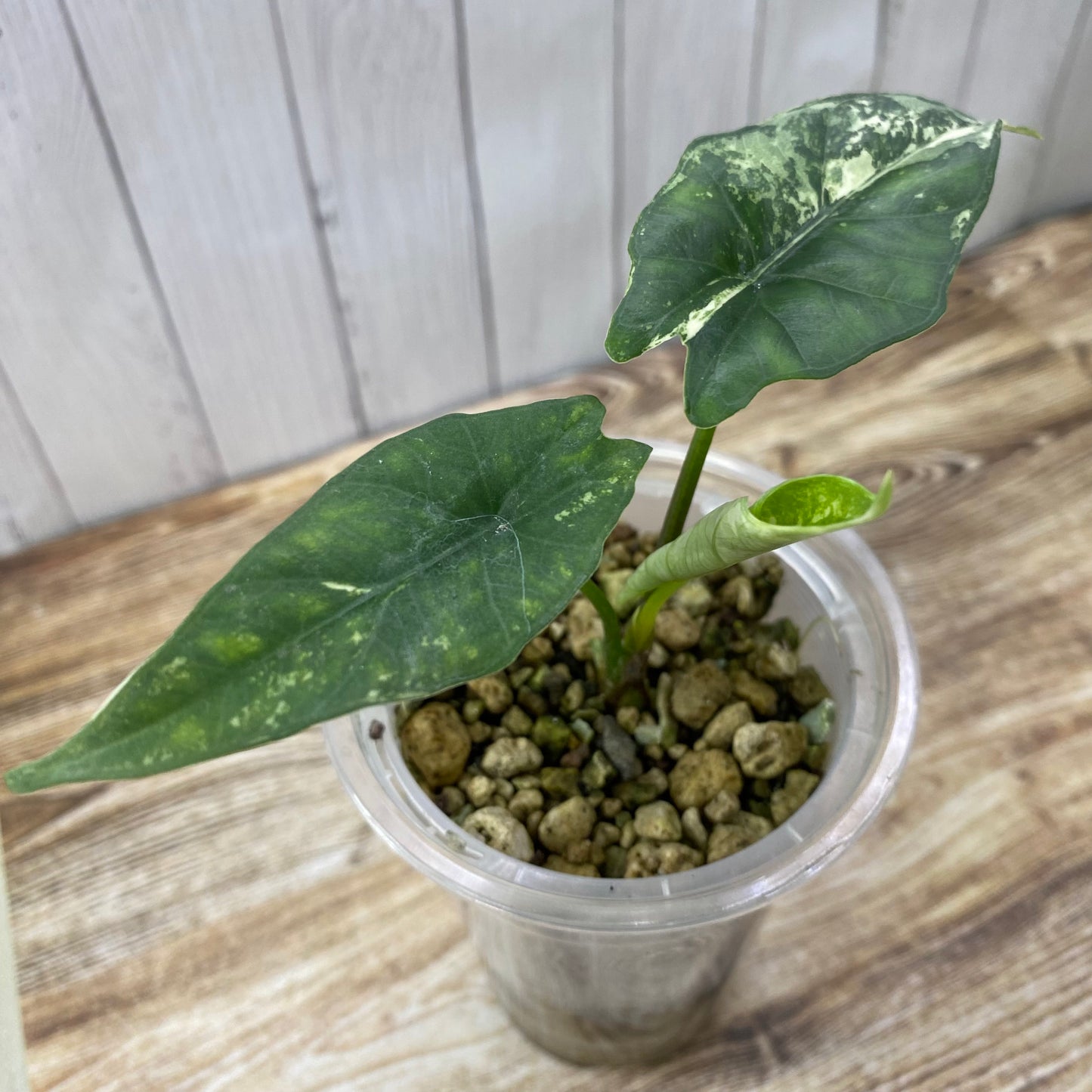 Alocasia Simpo Albo Variegated