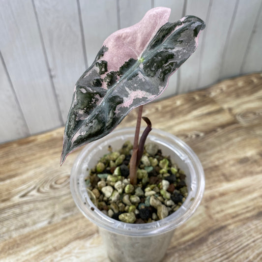Alocasia Pink Nobilis - I