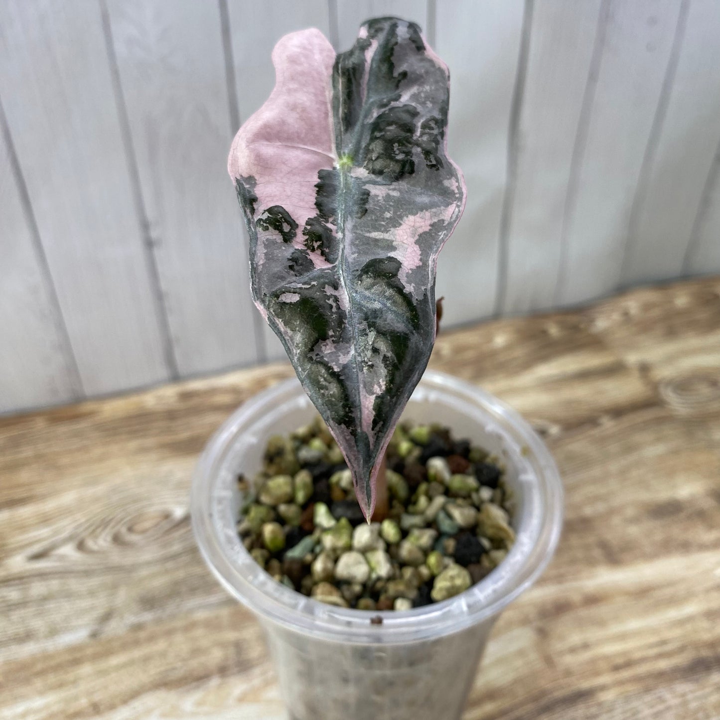 Alocasia Pink Nobilis - I