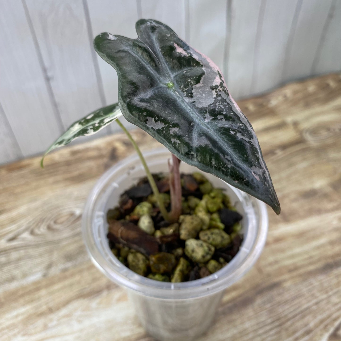 Alocasia Pink Nobilis - K