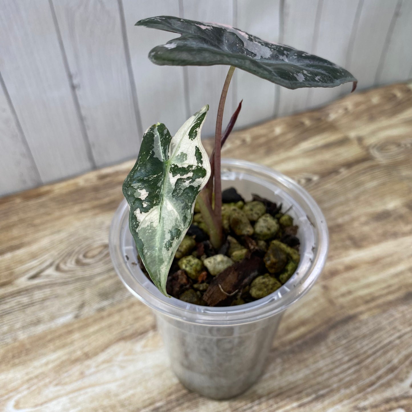 Alocasia Pink Nobilis - K