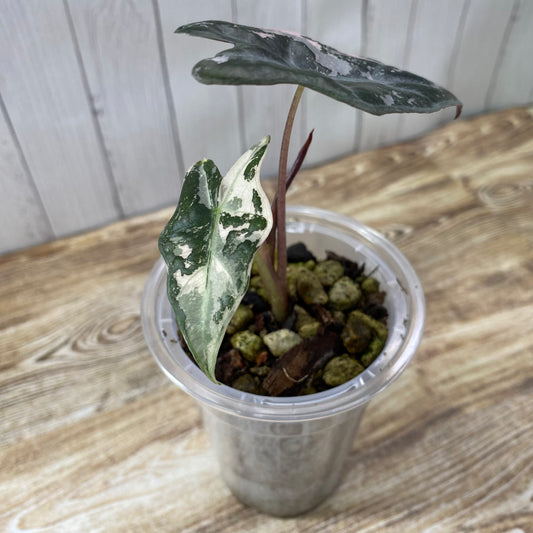 Alocasia Pink Nobilis - K