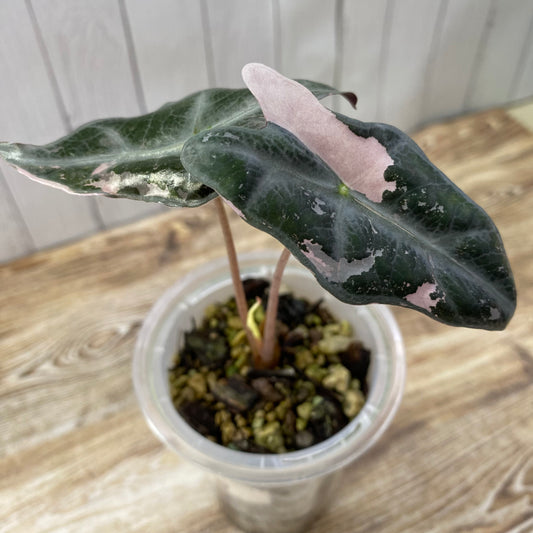 Alocasia Pink Nobilis - L