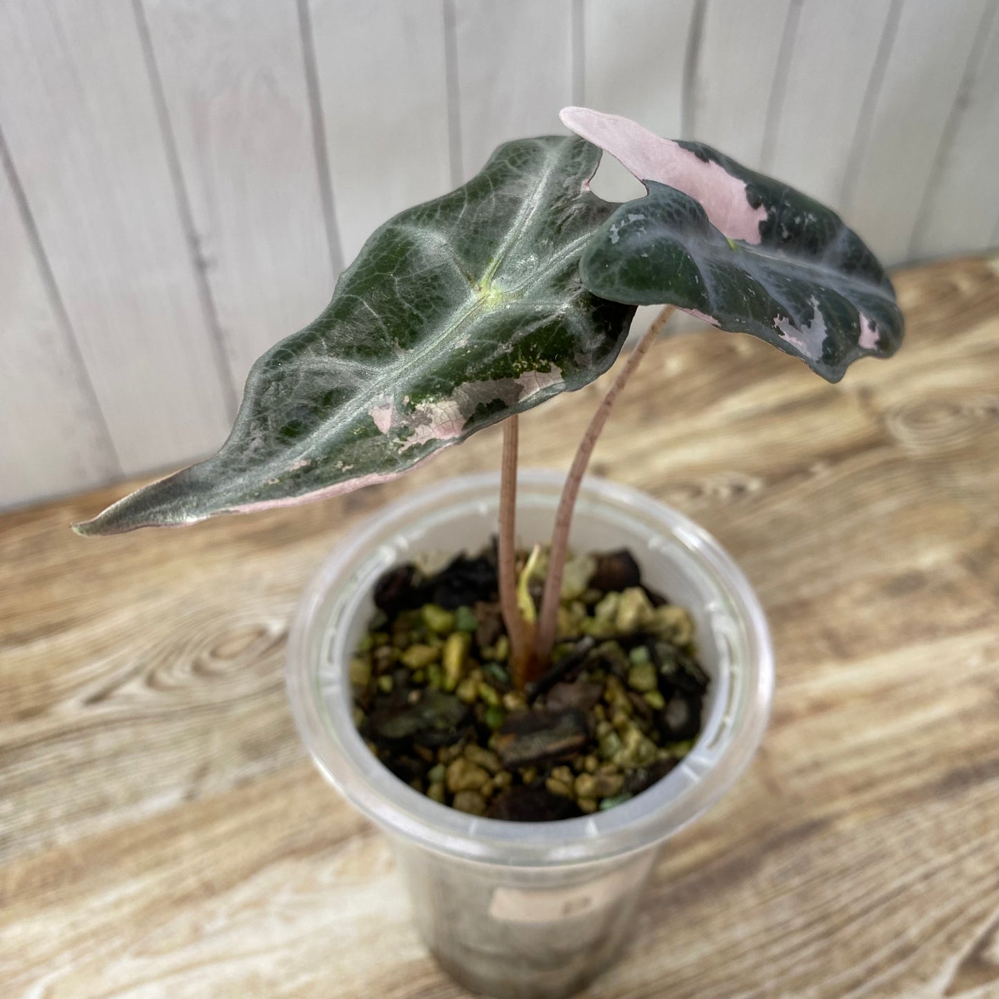 Alocasia Pink Nobilis - L