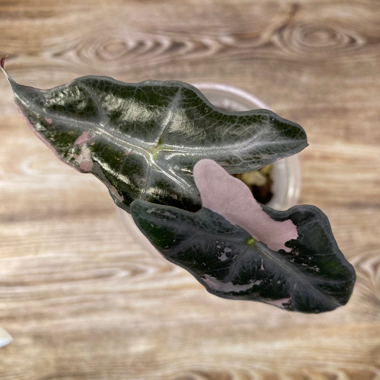 Alocasia Pink Nobilis - L