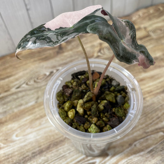 Alocasia Pink Nobilis - M