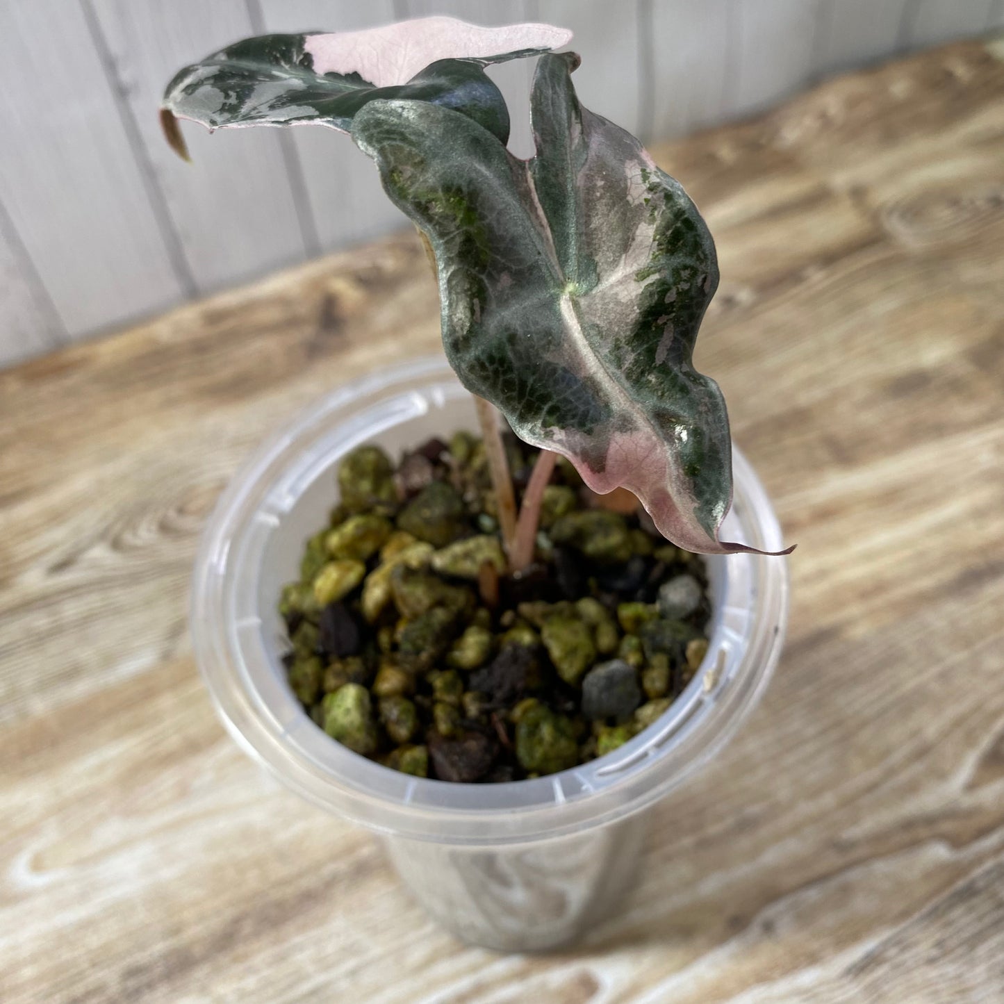 Alocasia Pink Nobilis - M
