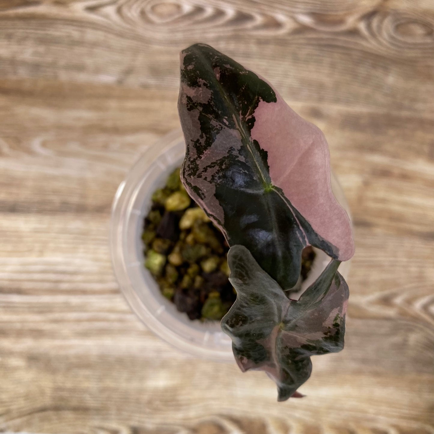 Alocasia Pink Nobilis - M