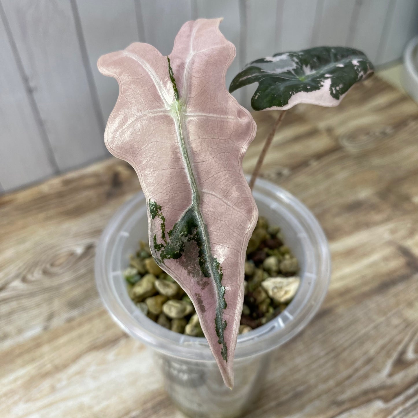 Alocasia Pink Nobilis - N