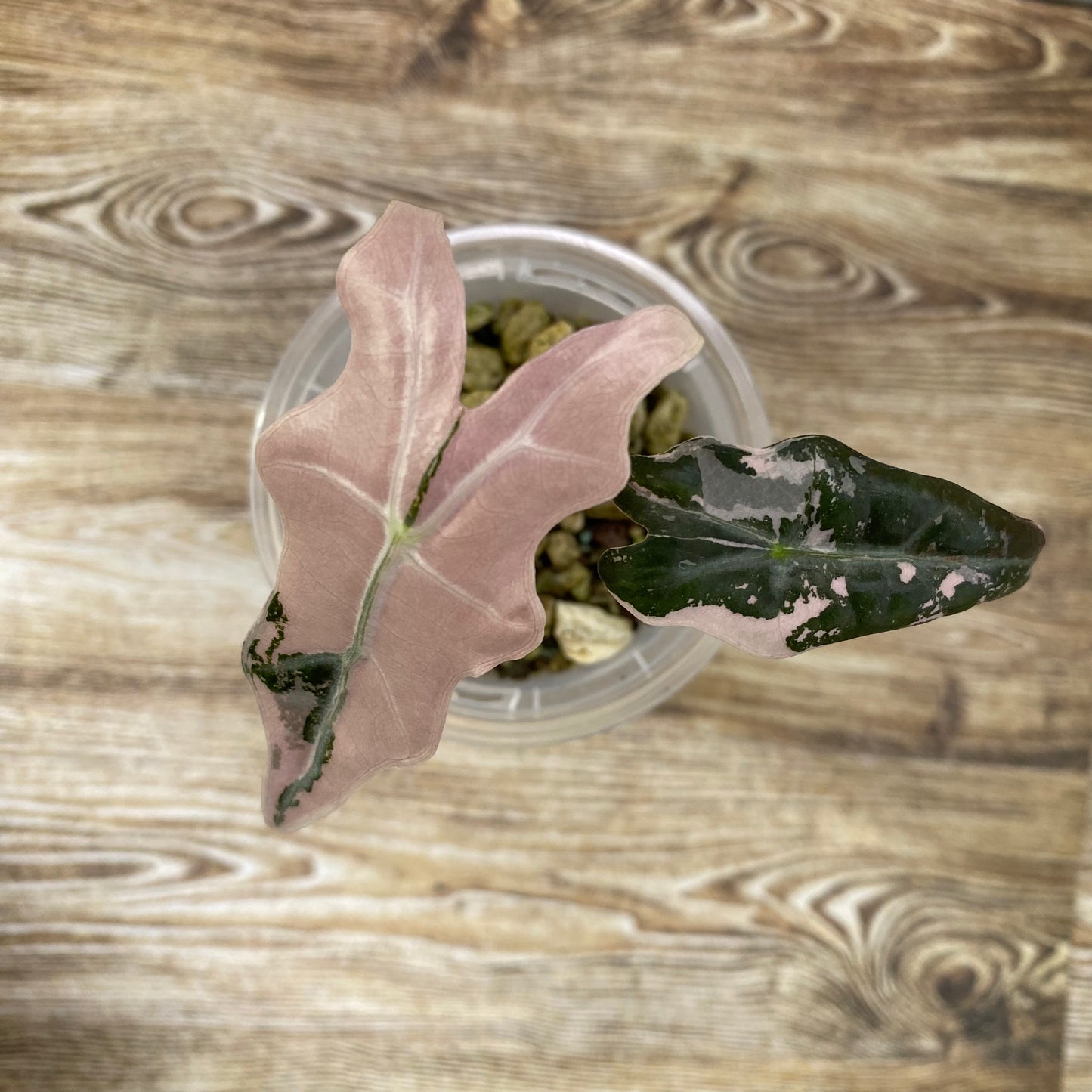 Alocasia Pink Nobilis - N