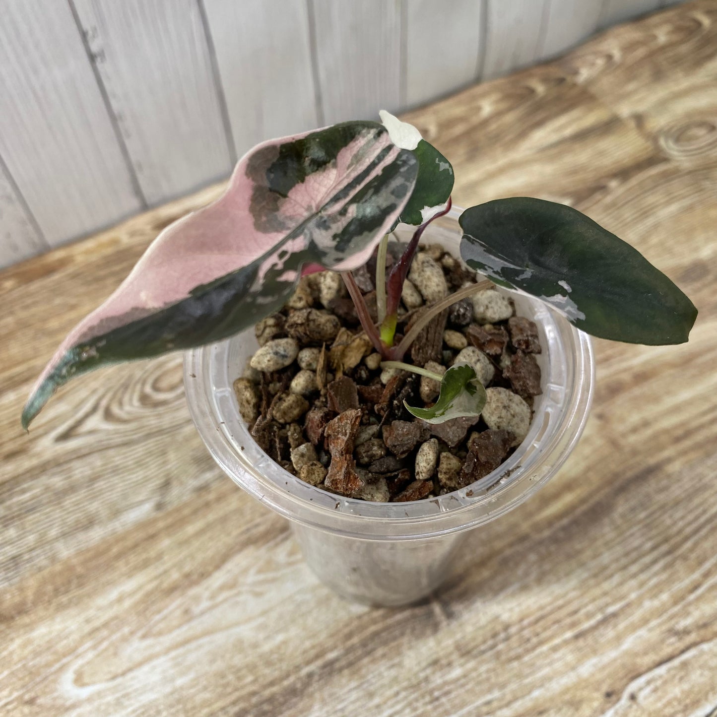 Alocasia Chantrieri Pink Variegated "Naomi"