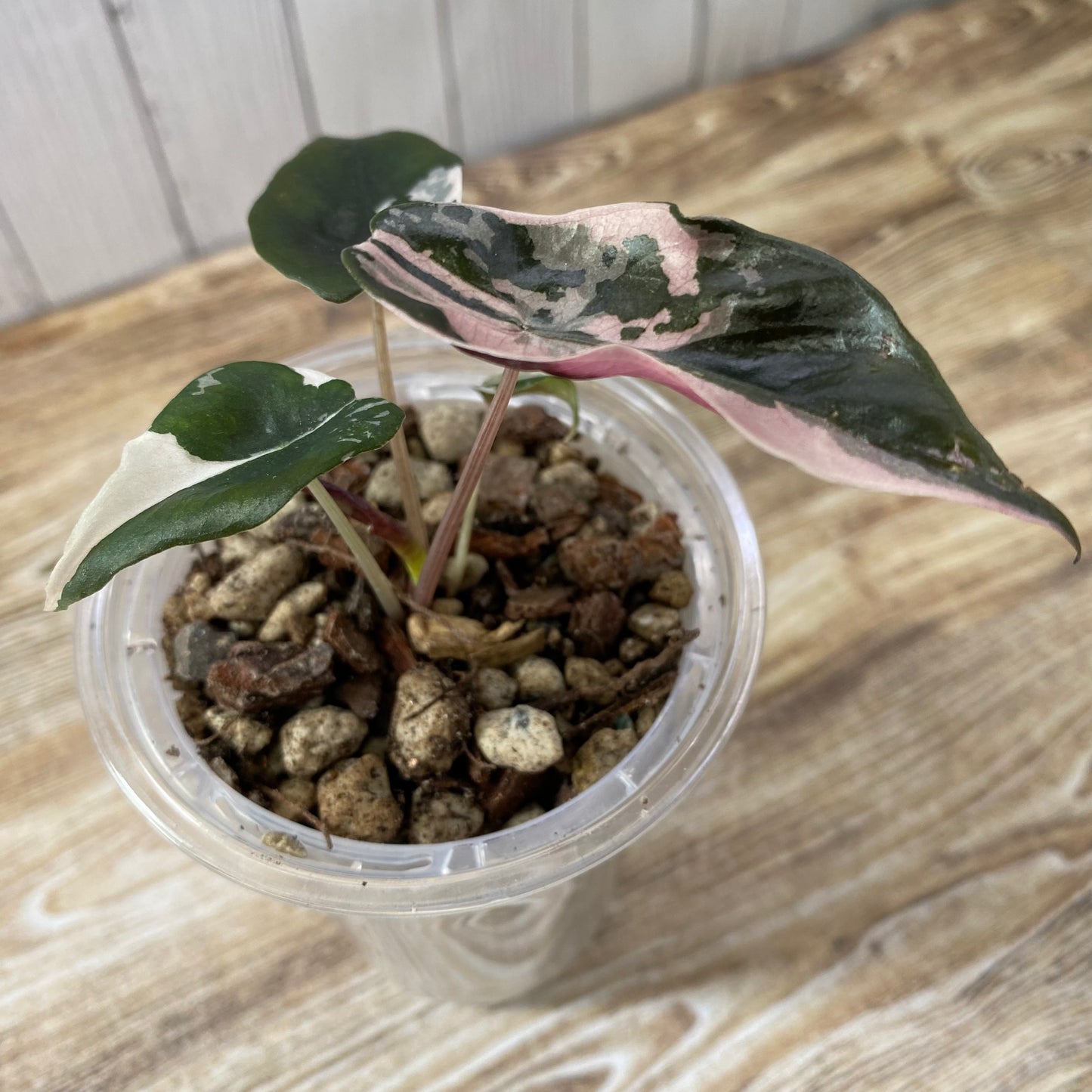 Alocasia Chantrieri Pink Variegated "Naomi"