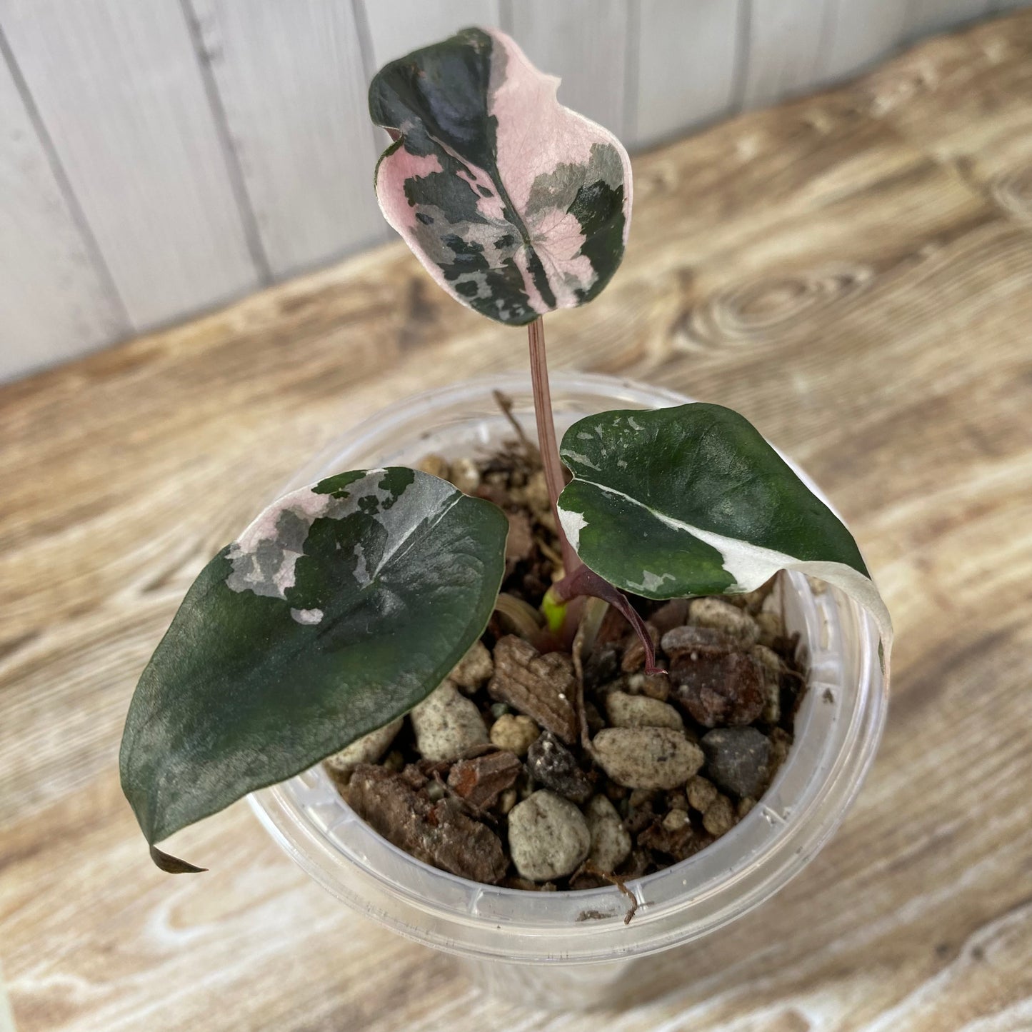 Alocasia Chantrieri Pink Variegated "Naomi"