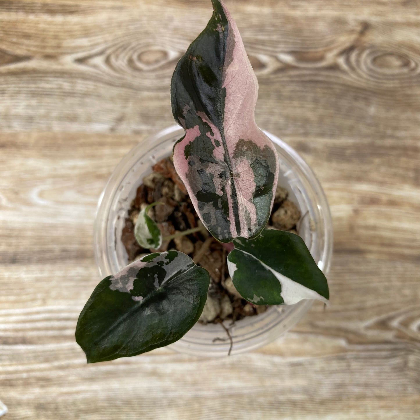 Alocasia Chantrieri Pink Variegated "Naomi"