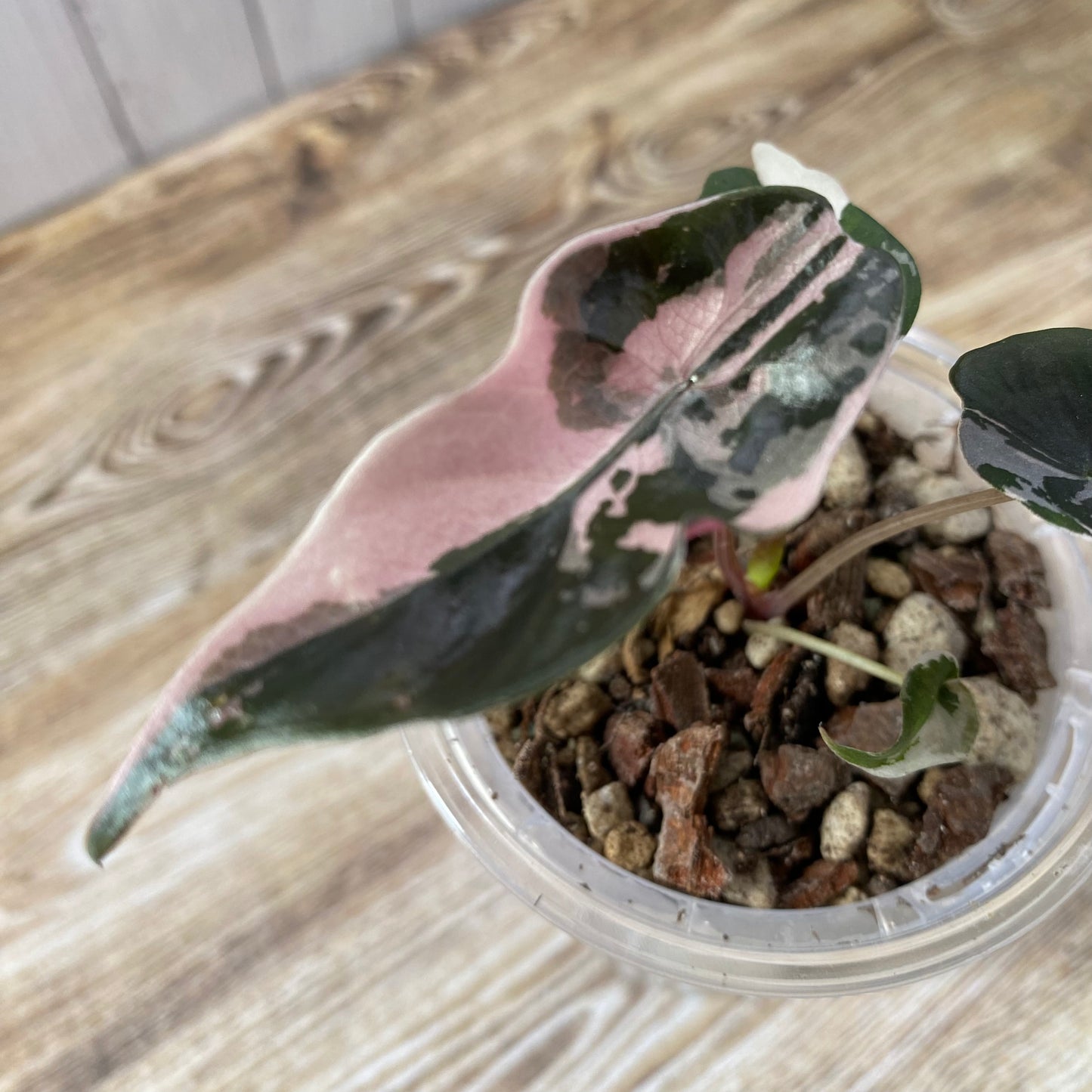 Alocasia Chantrieri Pink Variegated "Naomi"