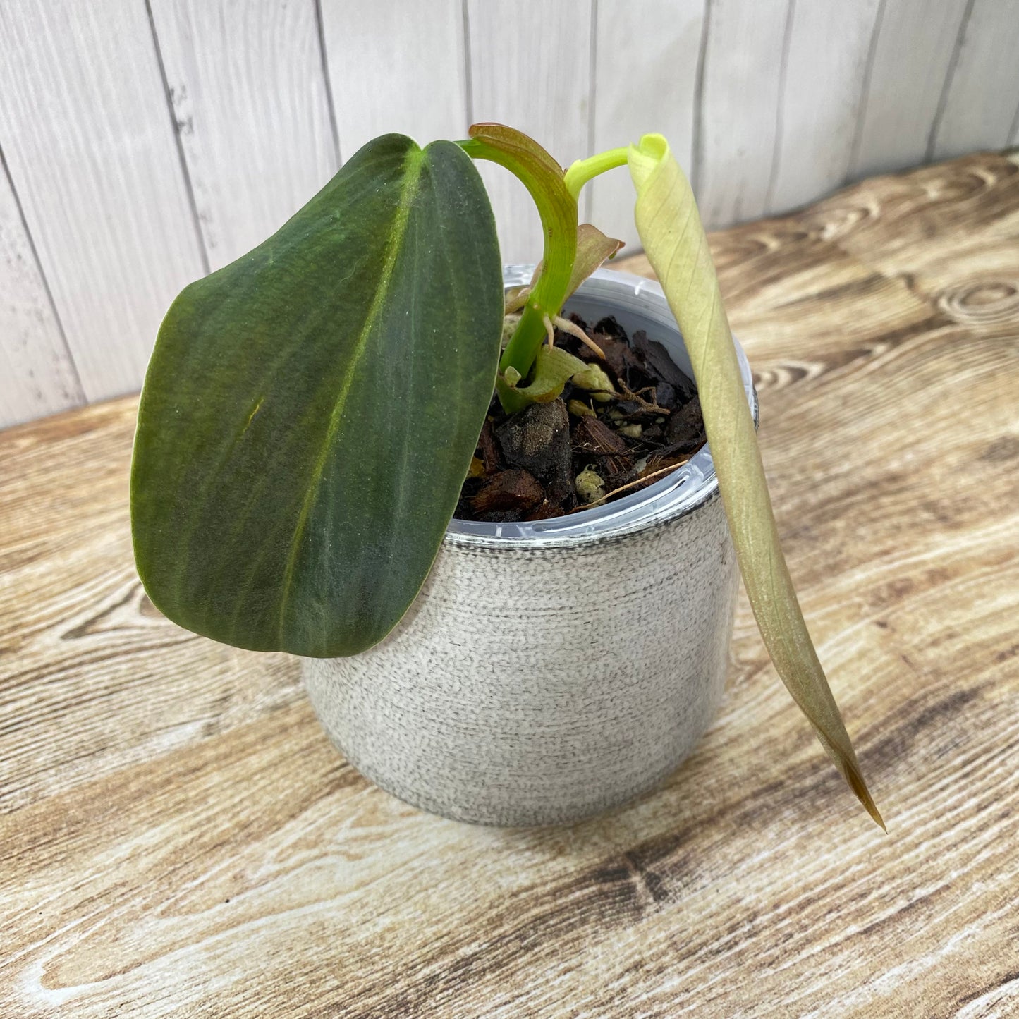 Philodendron Gigas - J