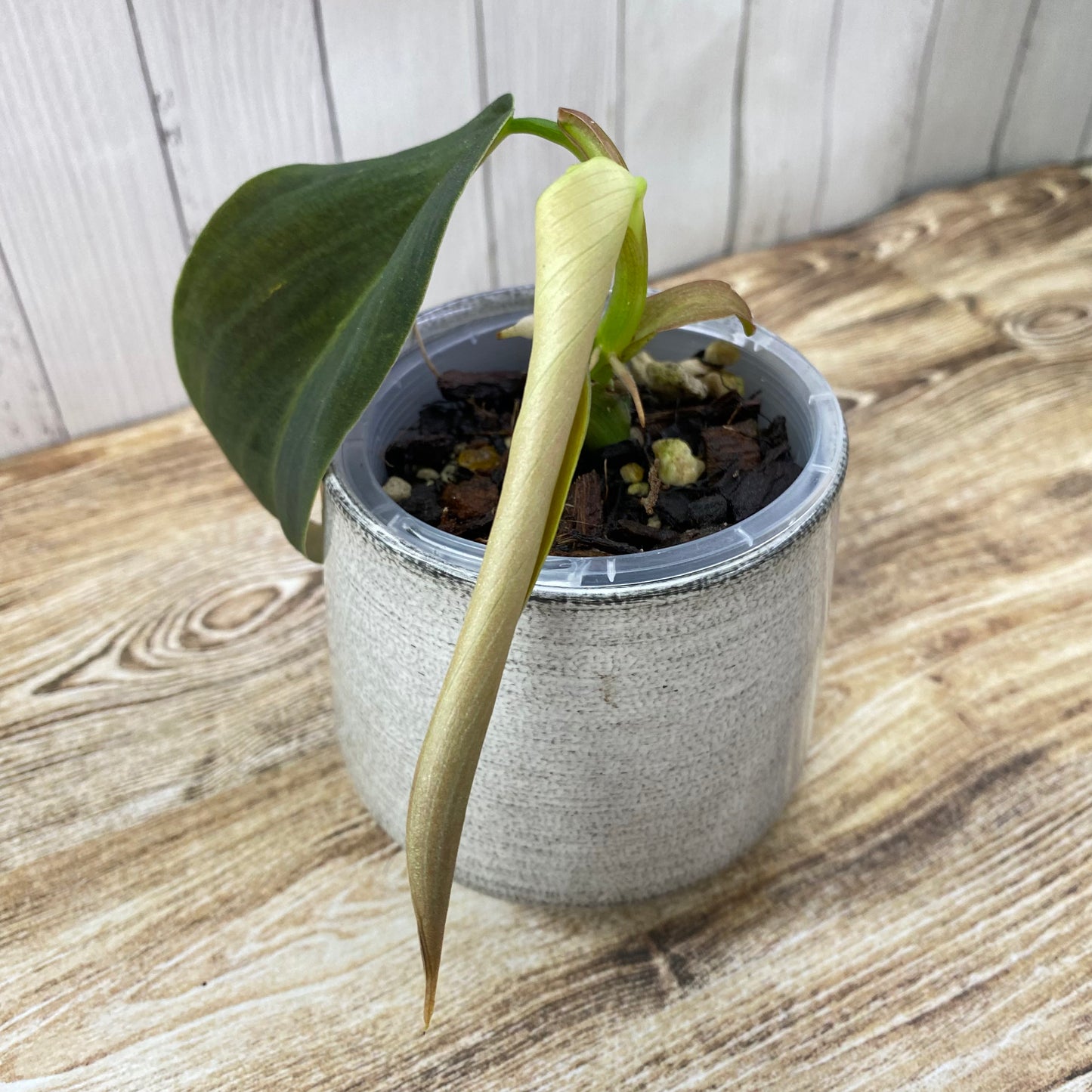 Philodendron Gigas - J
