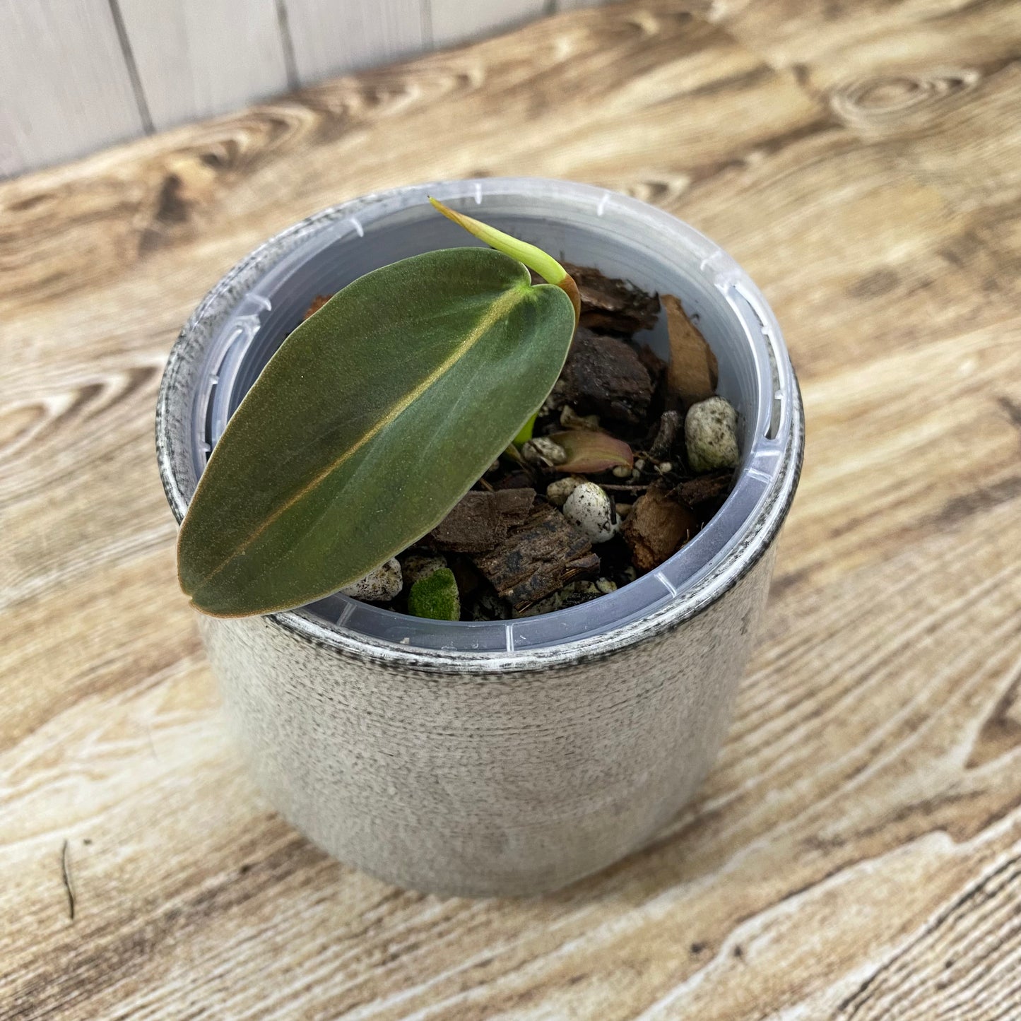 Philodendron Gigas - K
