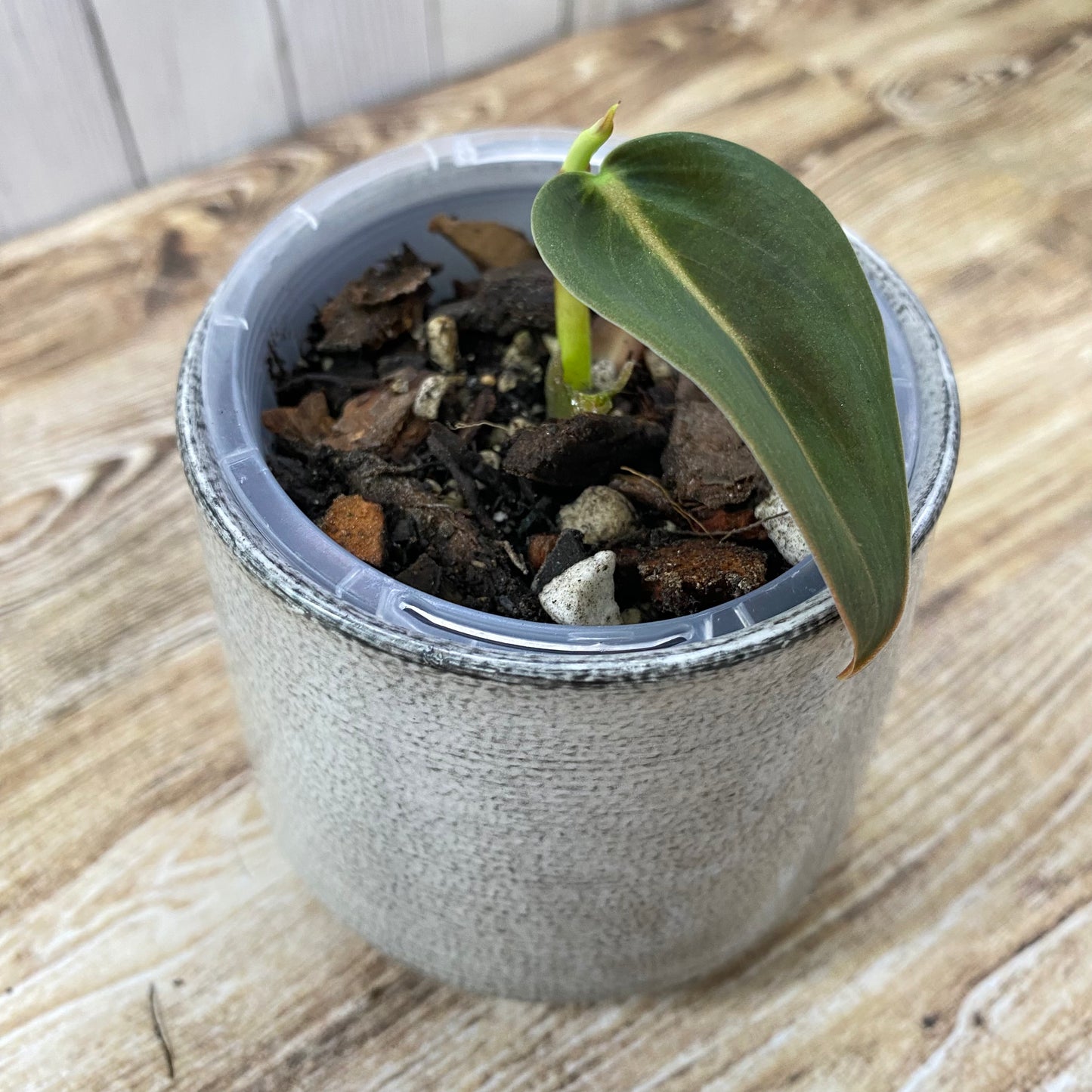 Philodendron Gigas - K