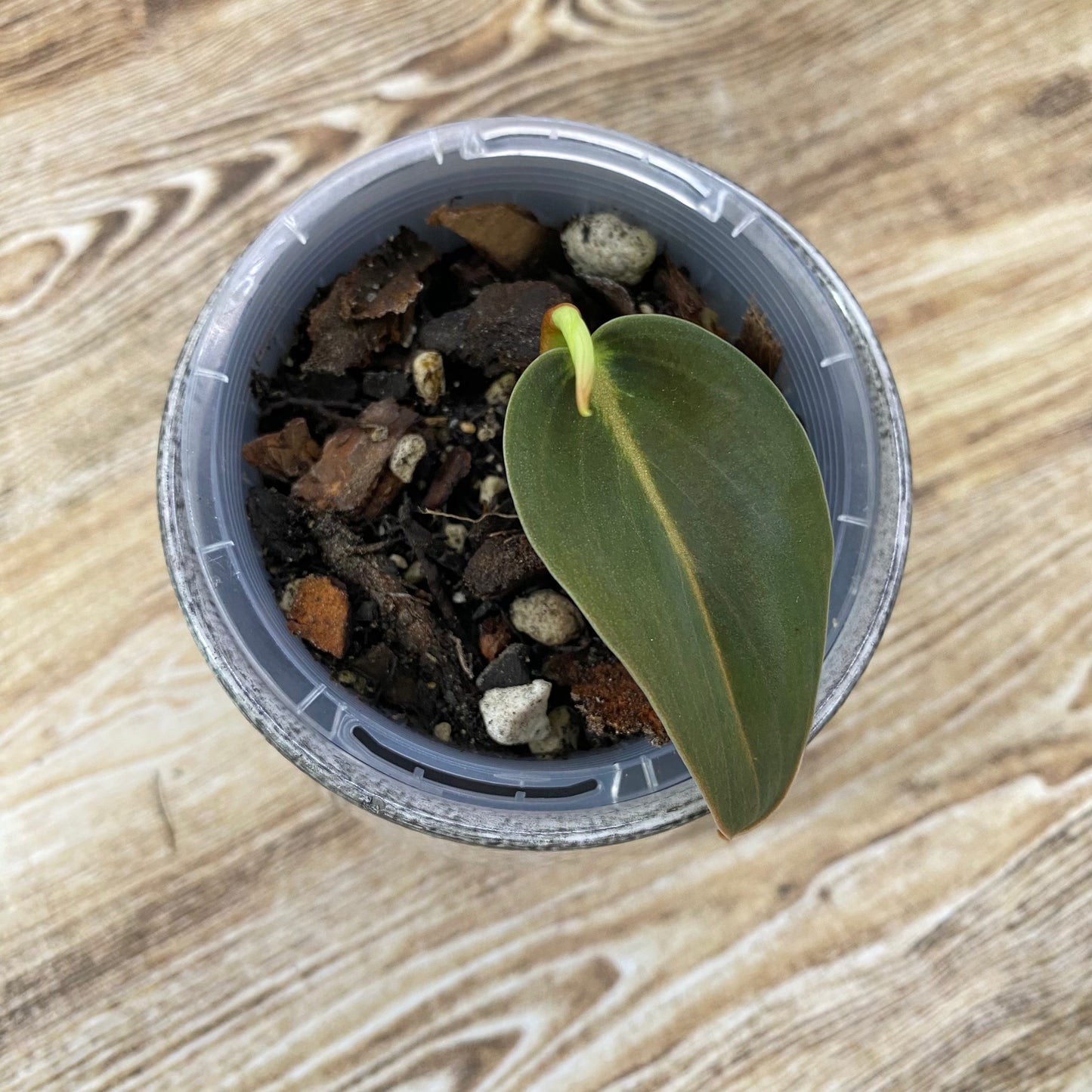 Philodendron Gigas - K