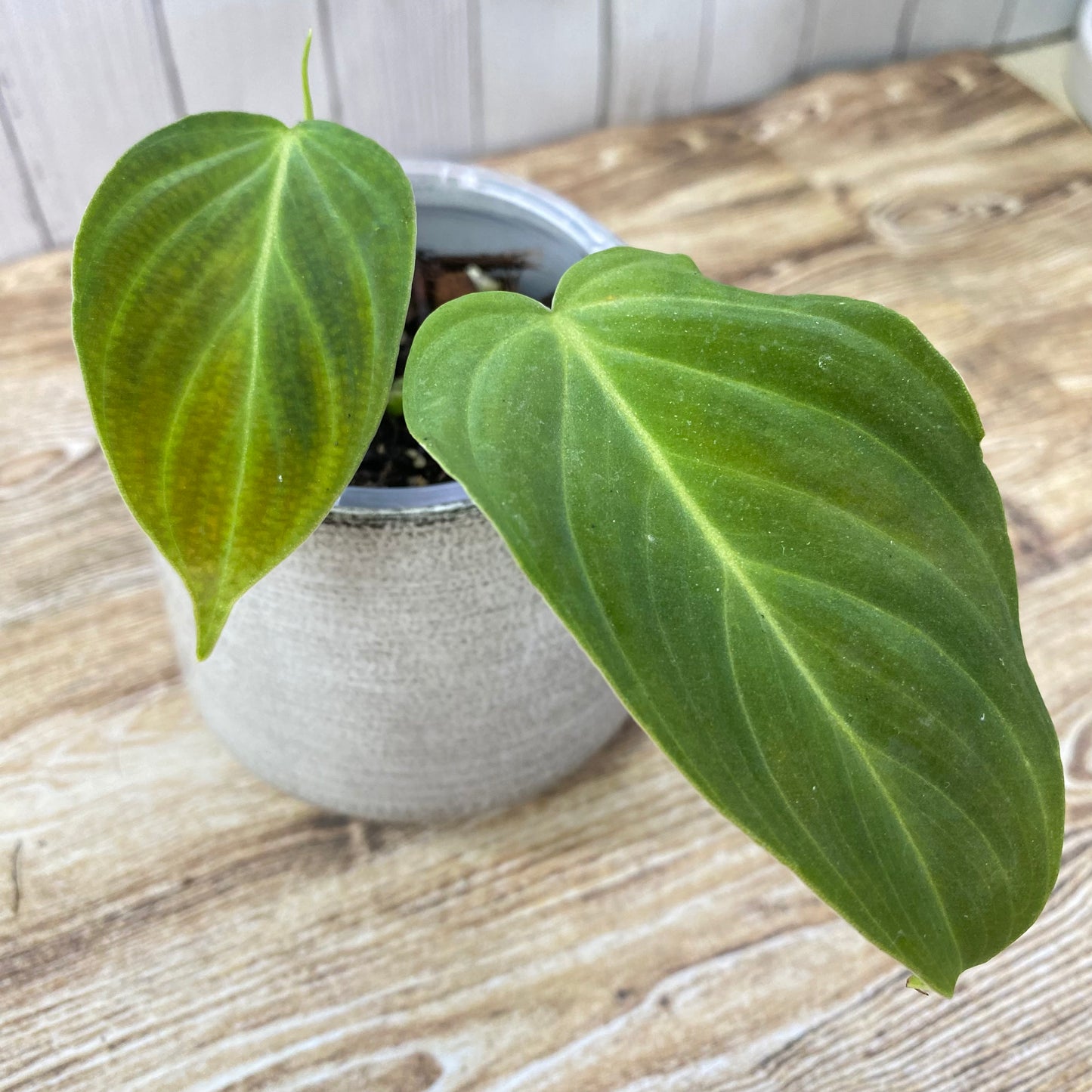 Philodendron Splendid