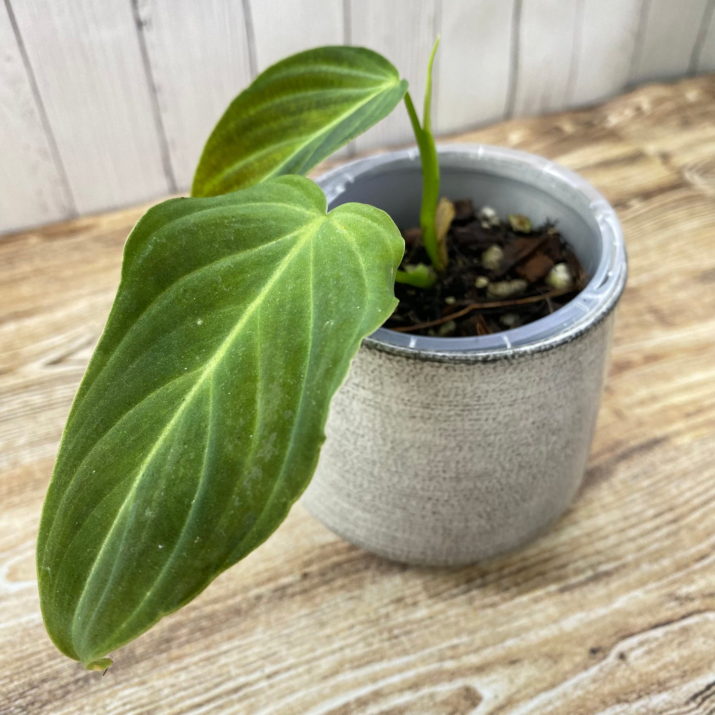 Philodendron Splendid