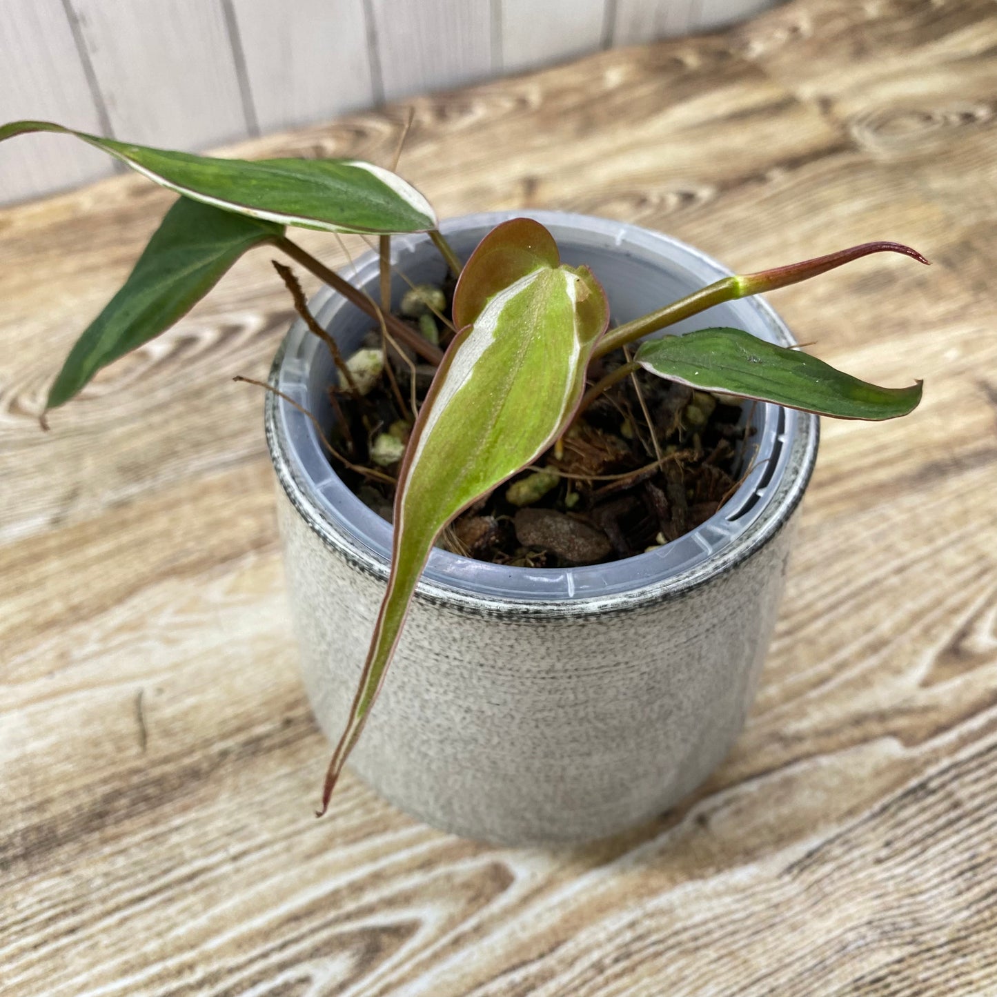 Philodendron Halo Velvet Micans Variegated