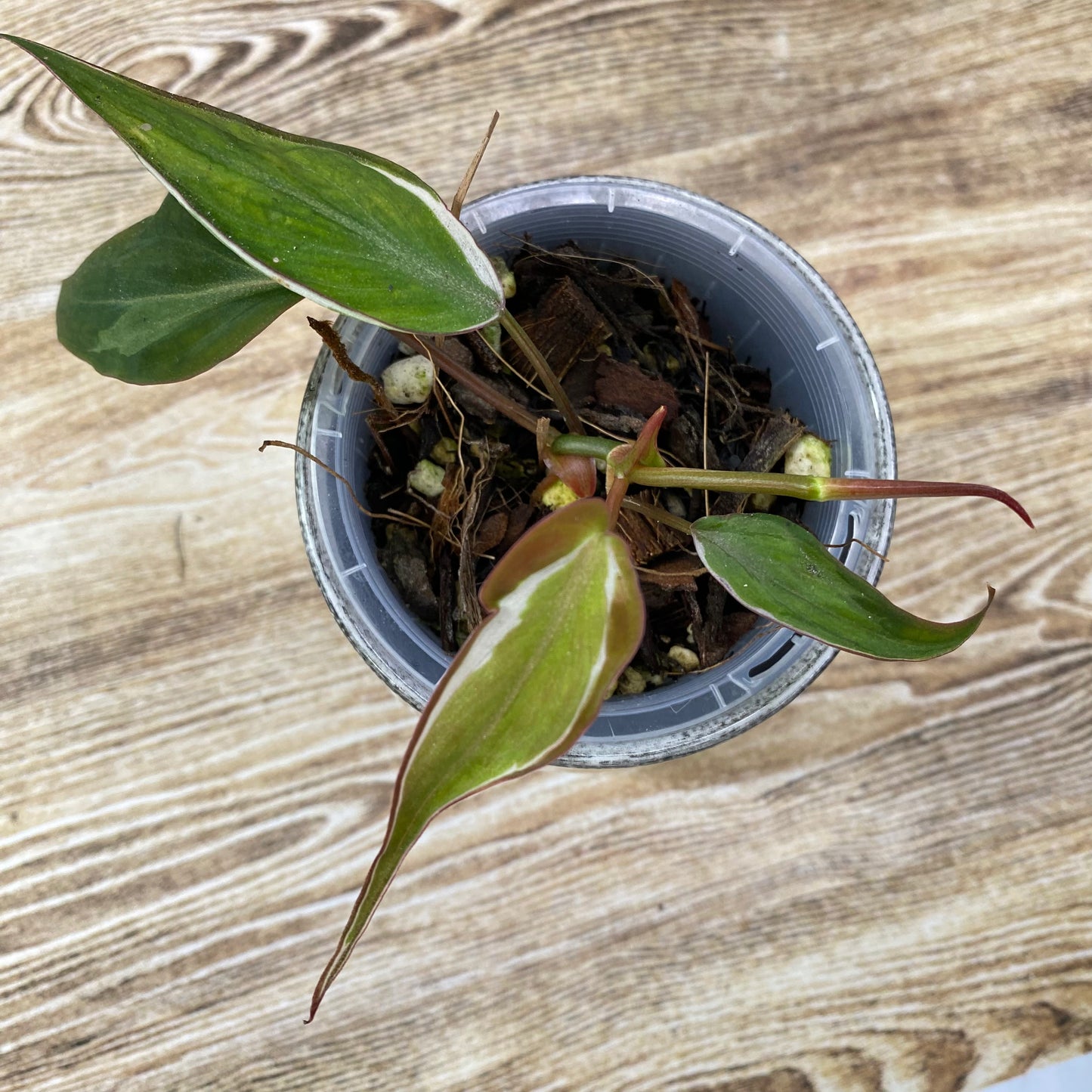Philodendron Halo Velvet Micans Variegated