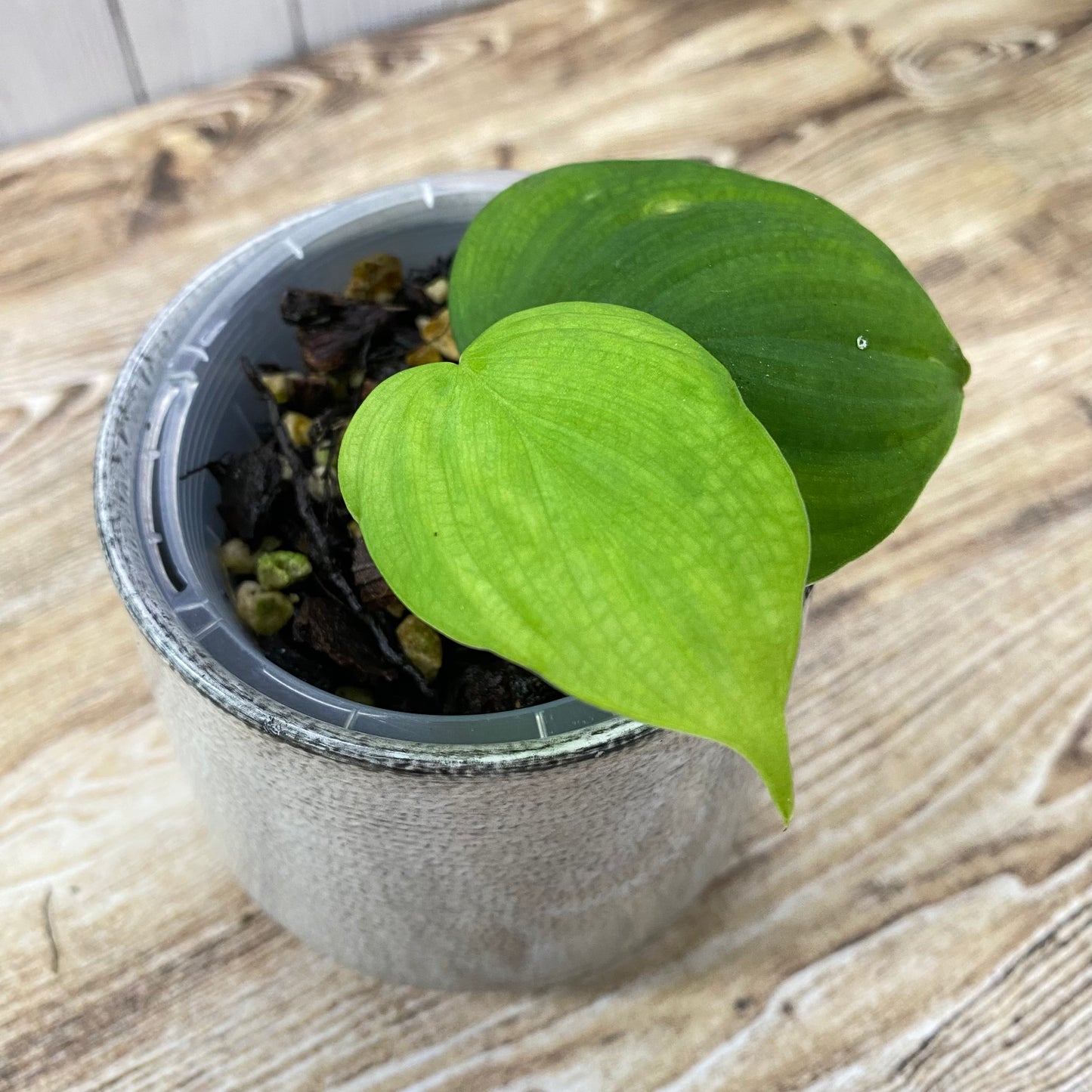 Philodendron Fibraecataphyllum
