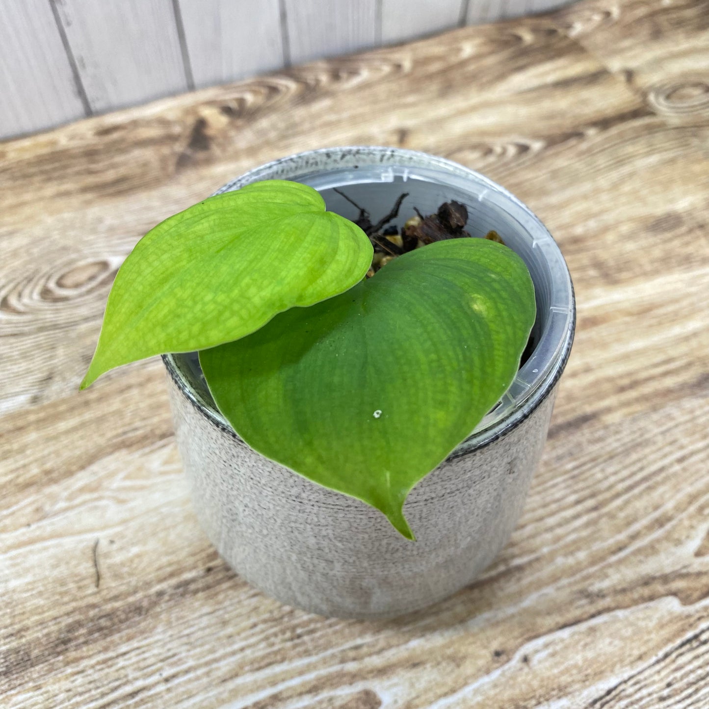 Philodendron Fibraecataphyllum