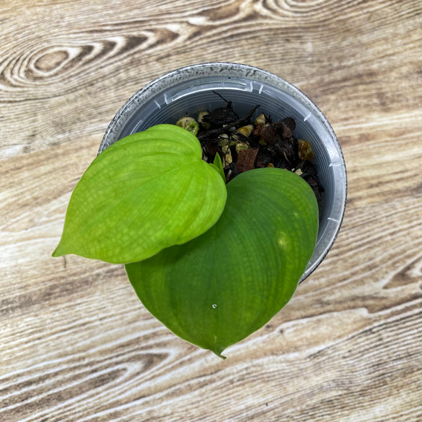 Philodendron Fibraecataphyllum