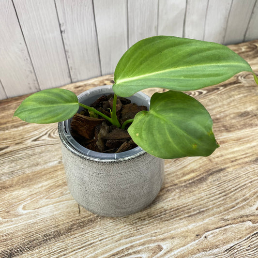 Philodendron Gloriosum - E