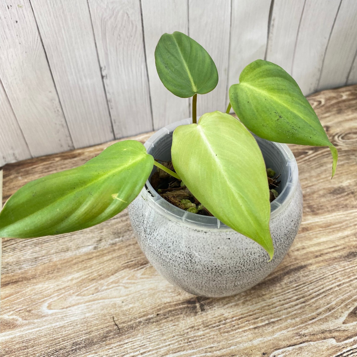 Philodendron Pastazanum