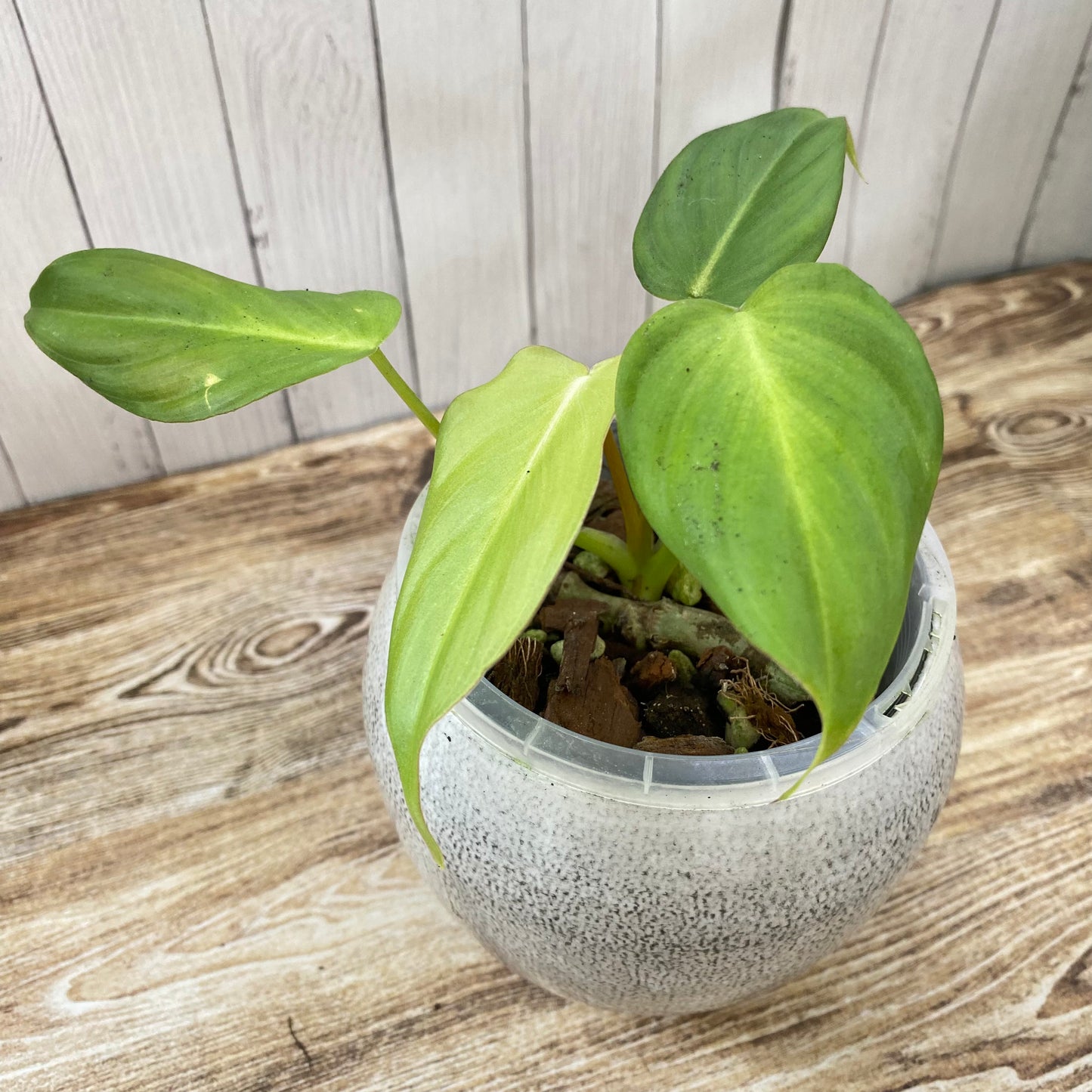 Philodendron Pastazanum