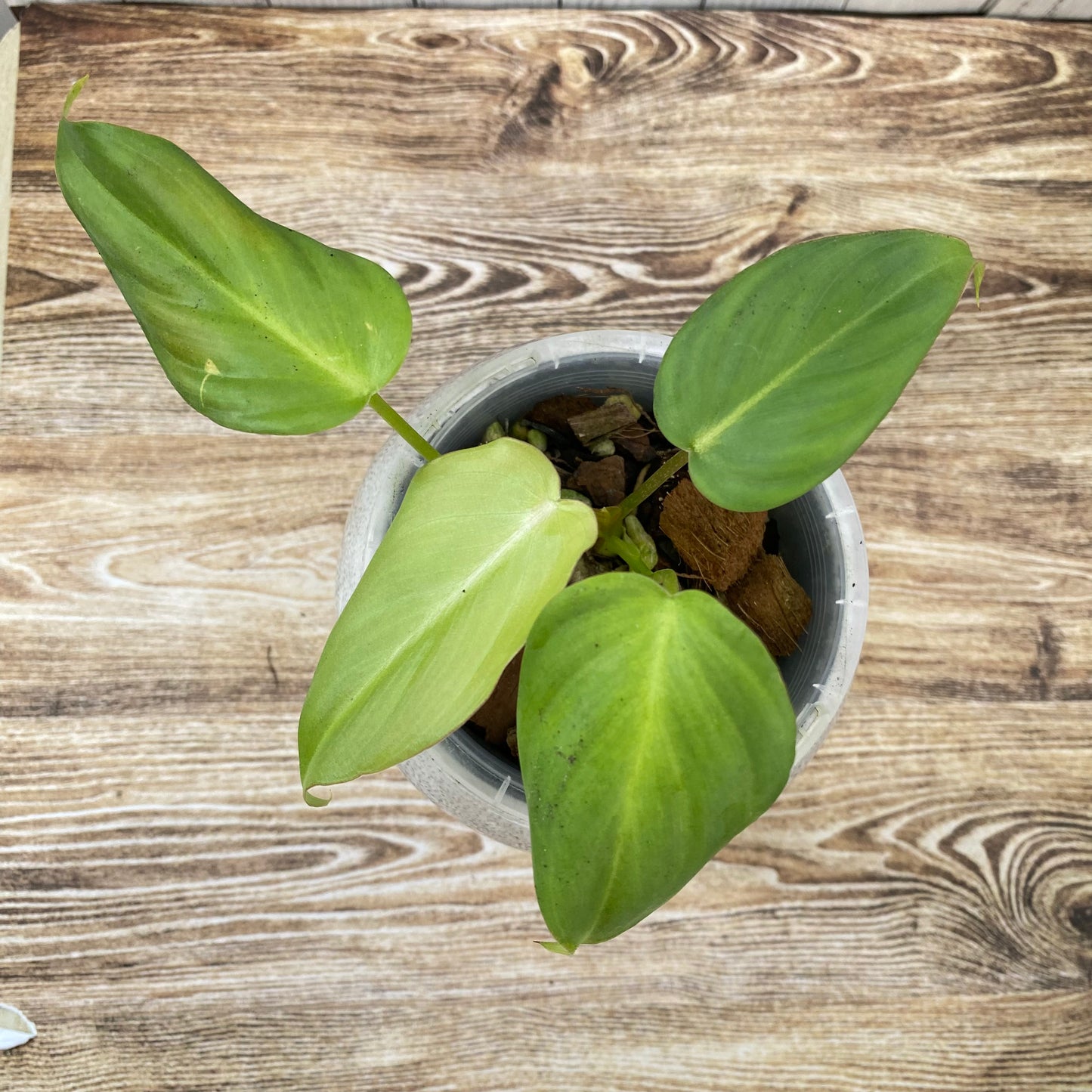 Philodendron Pastazanum