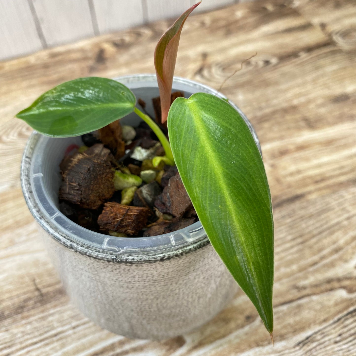 Philodendron Spiritus Sancti - B