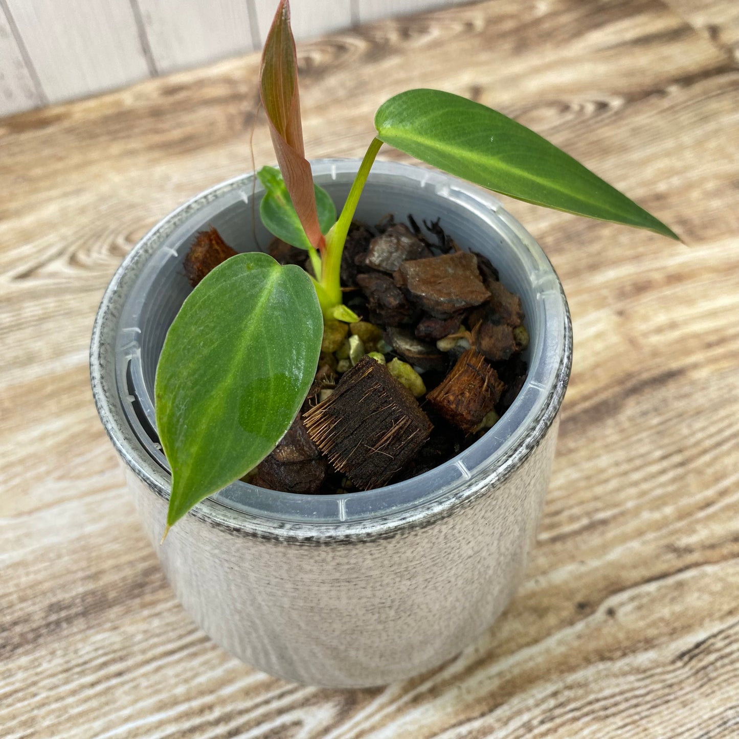 Philodendron Spiritus Sancti - B