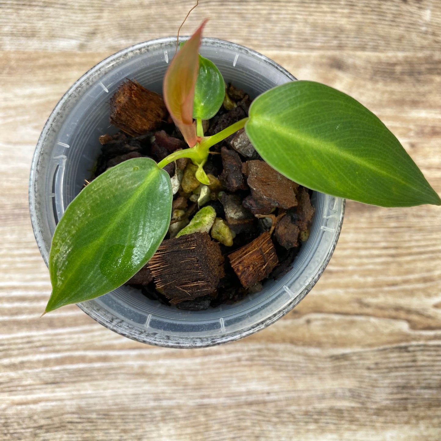 Philodendron Spiritus Sancti - B