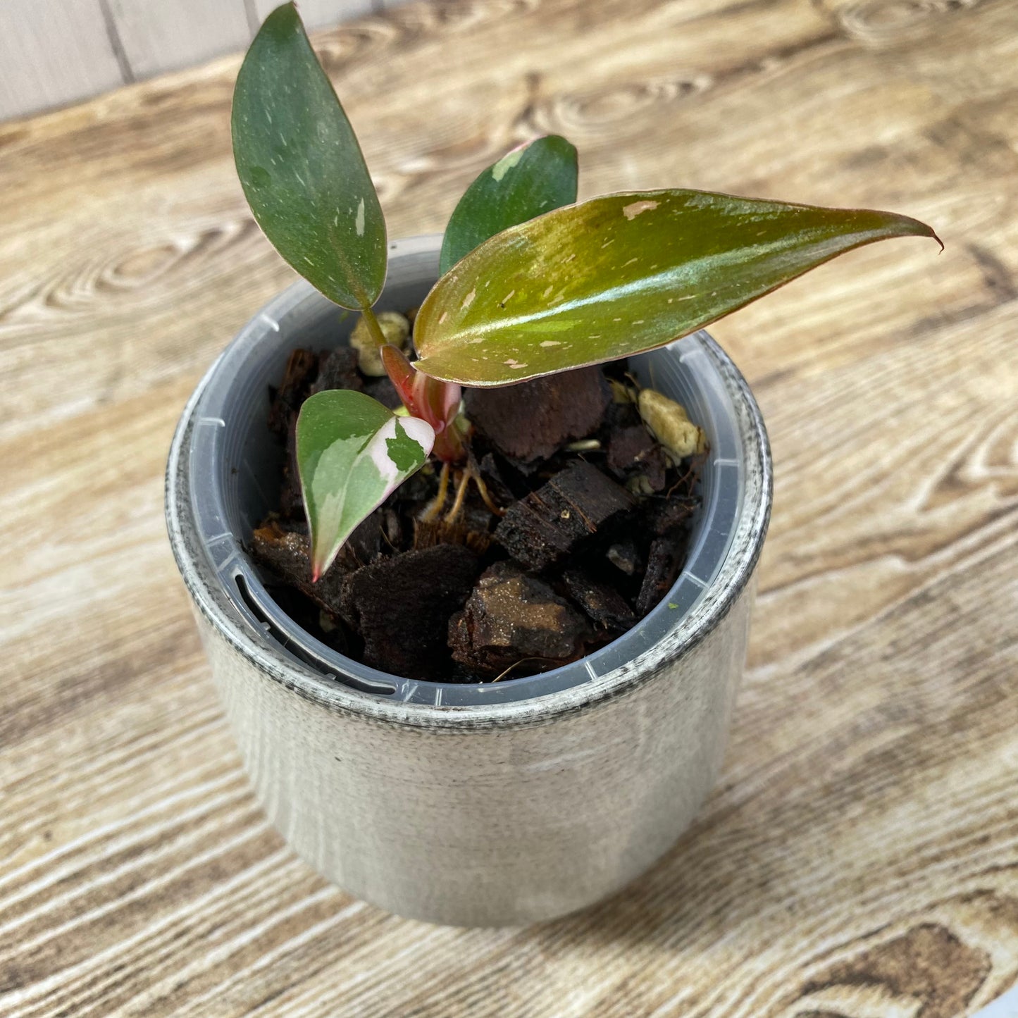 Philodendron Red Anderson Variegated