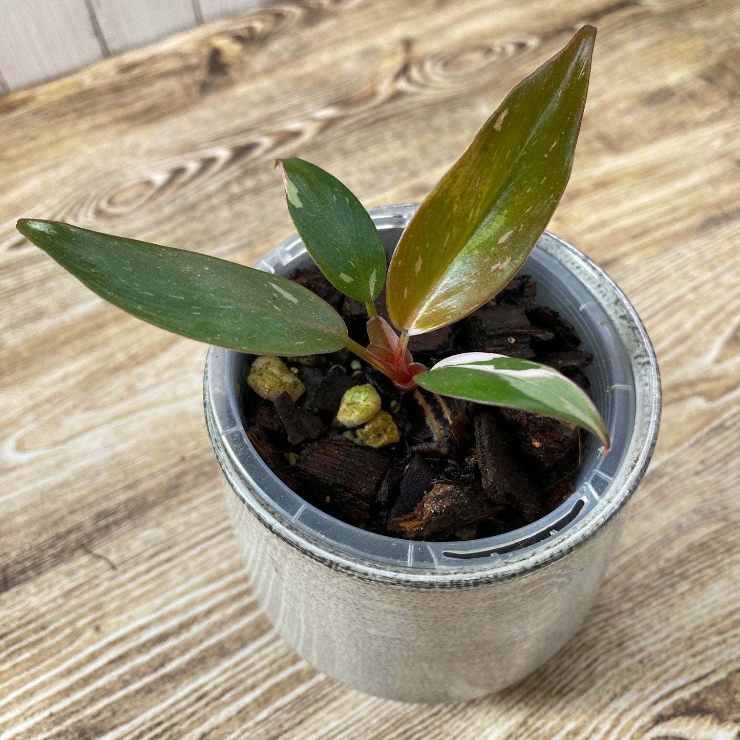 Philodendron Red Anderson Variegated
