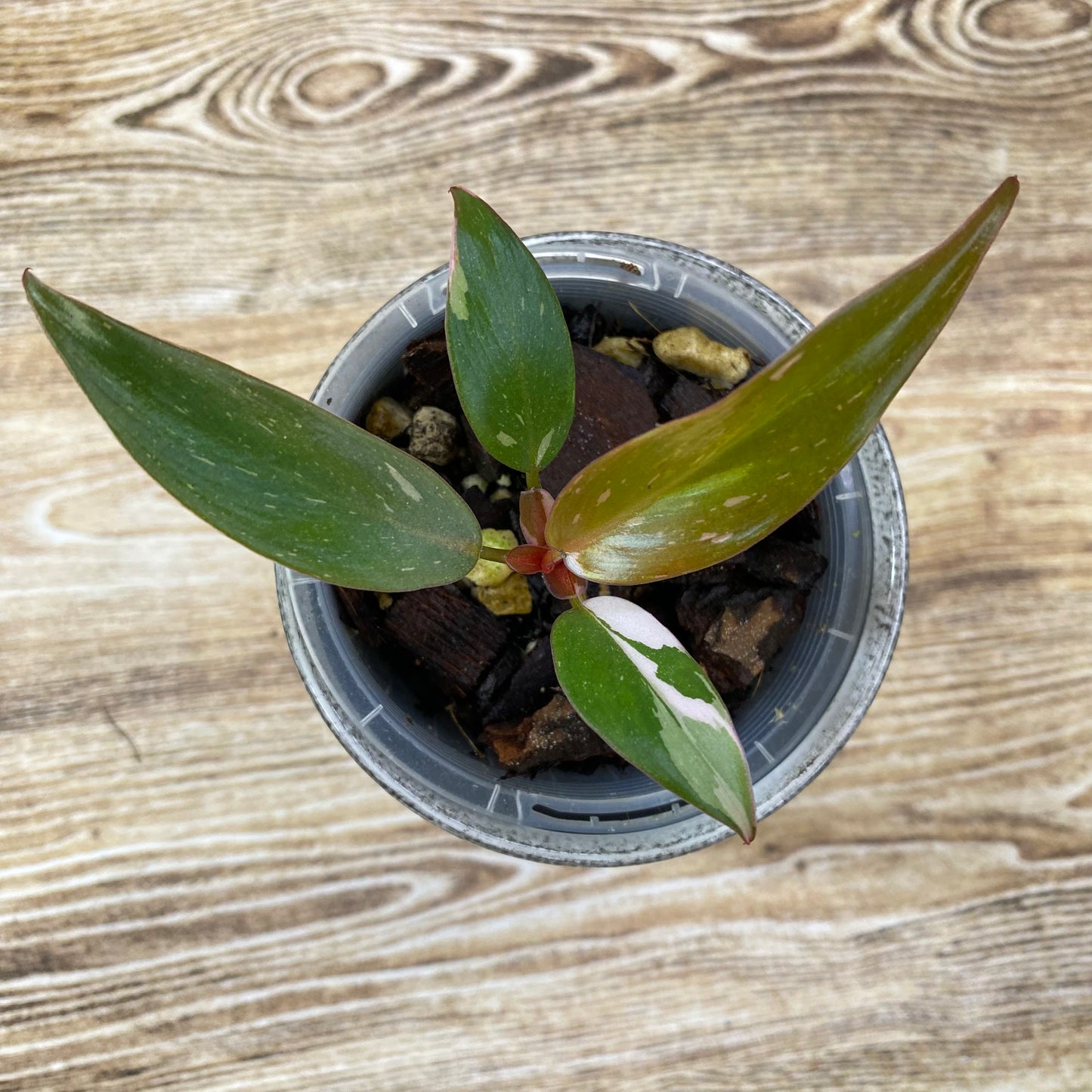 Philodendron Red Anderson Variegated