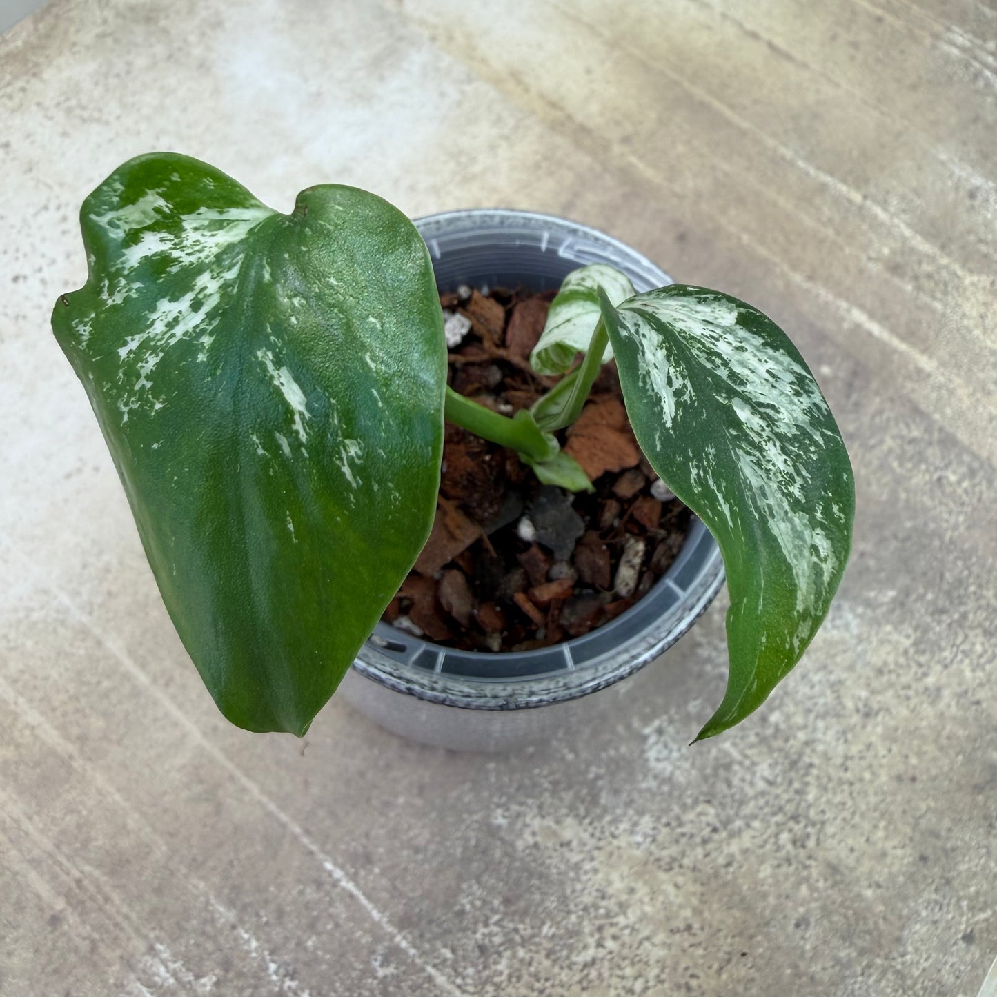 Monstera Devil Monster