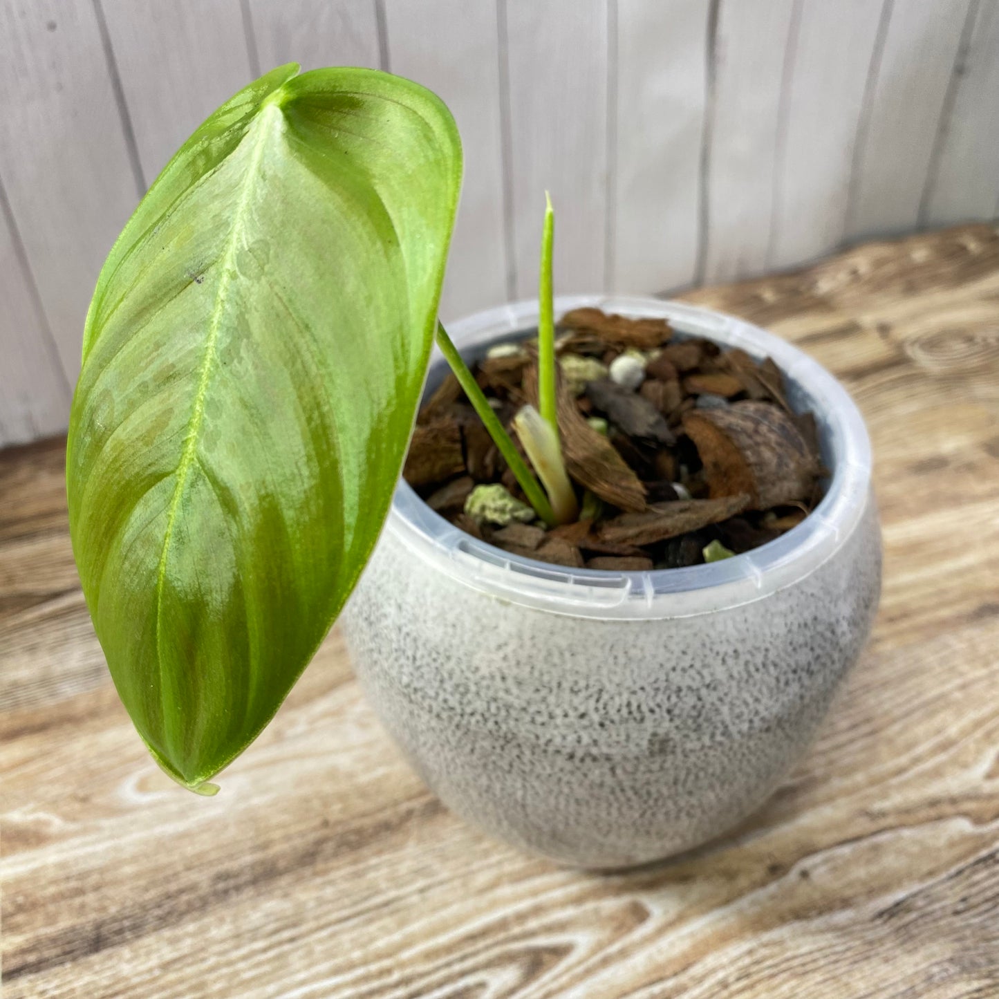 Philodendron Sharoniae - B