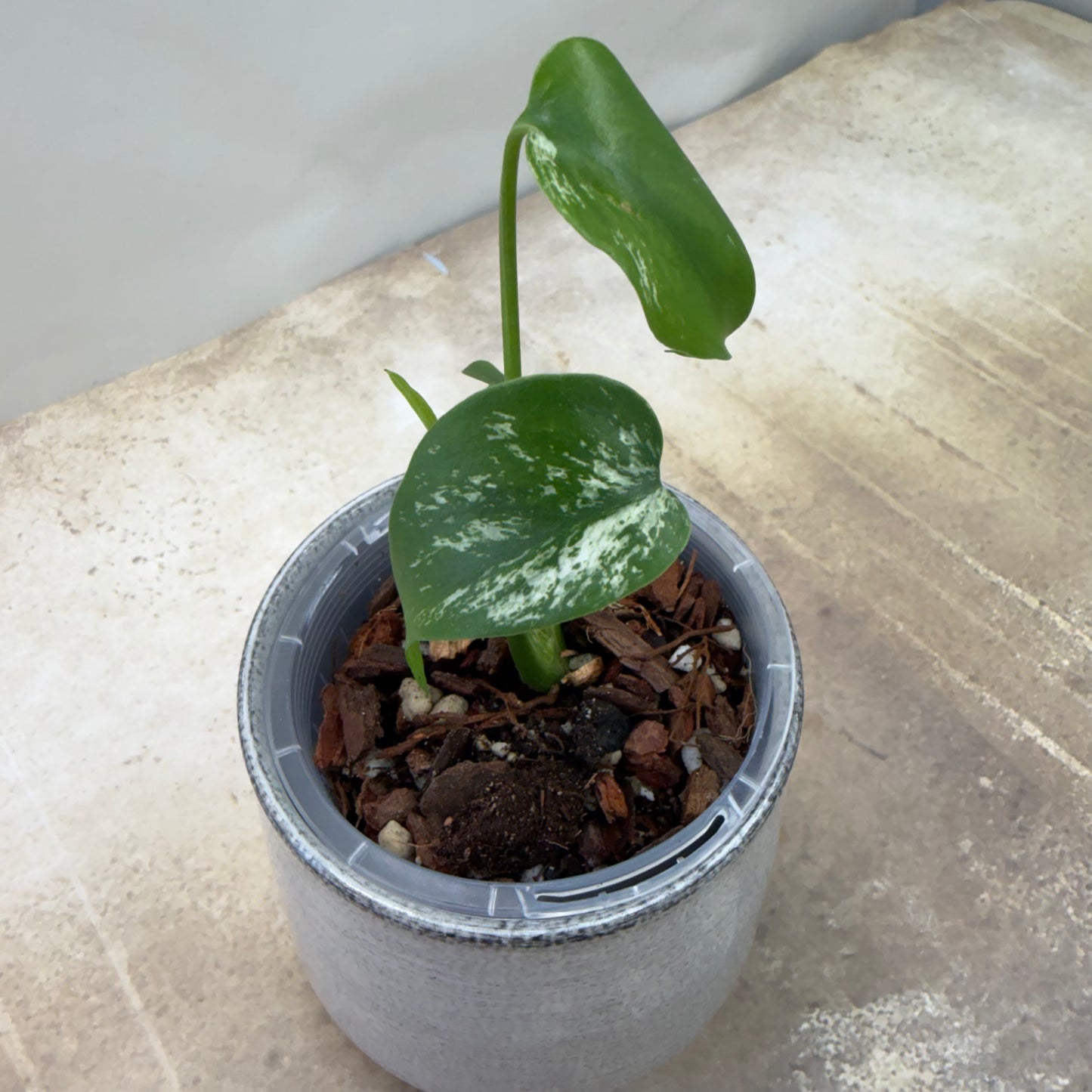 Monstera Devil Monster