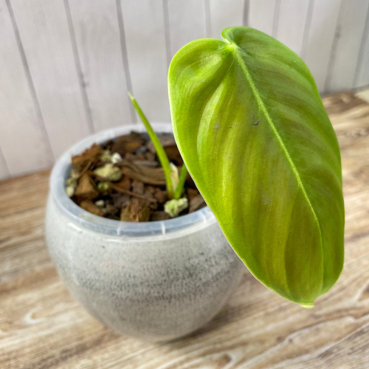 Philodendron Sharoniae - B