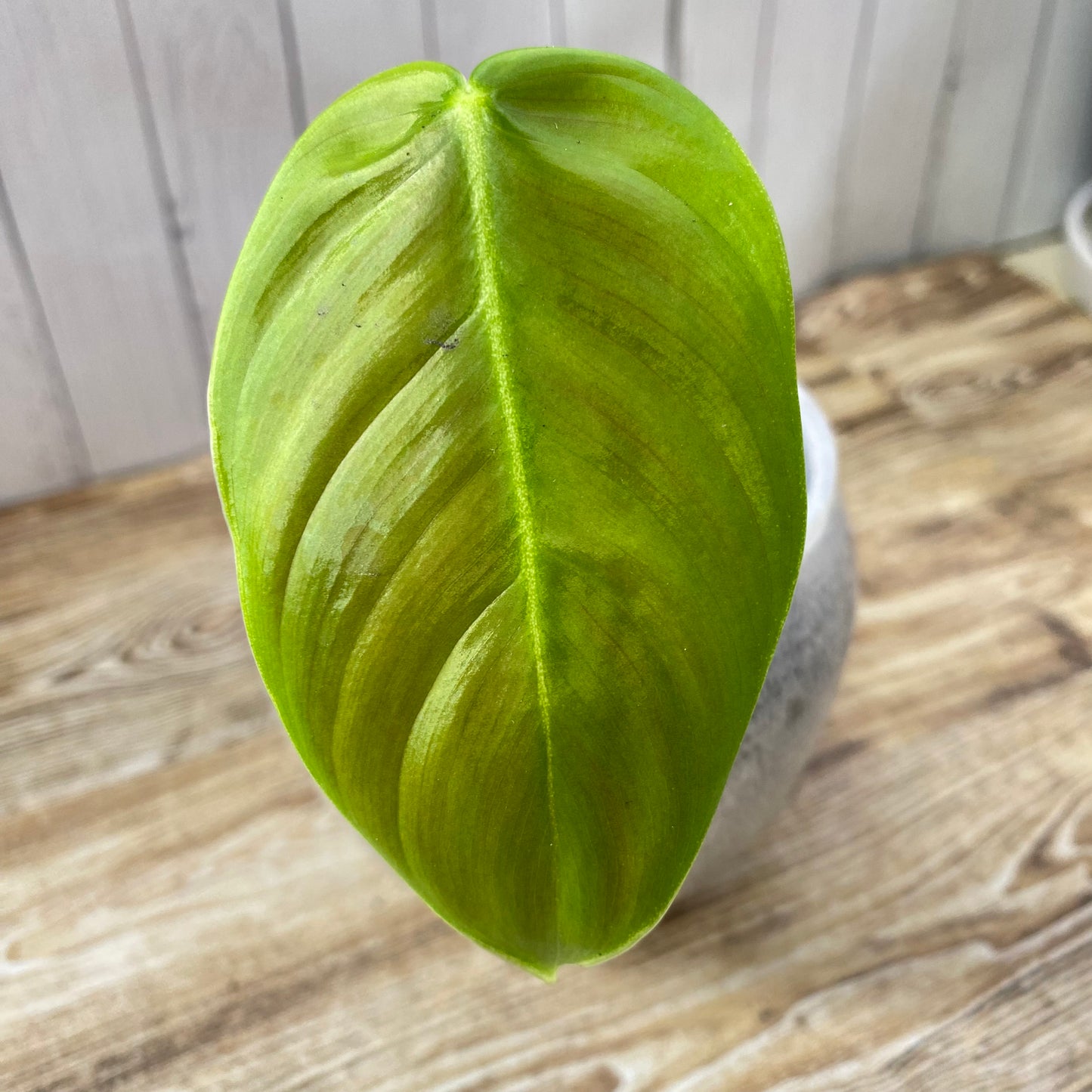 Philodendron Sharoniae - B