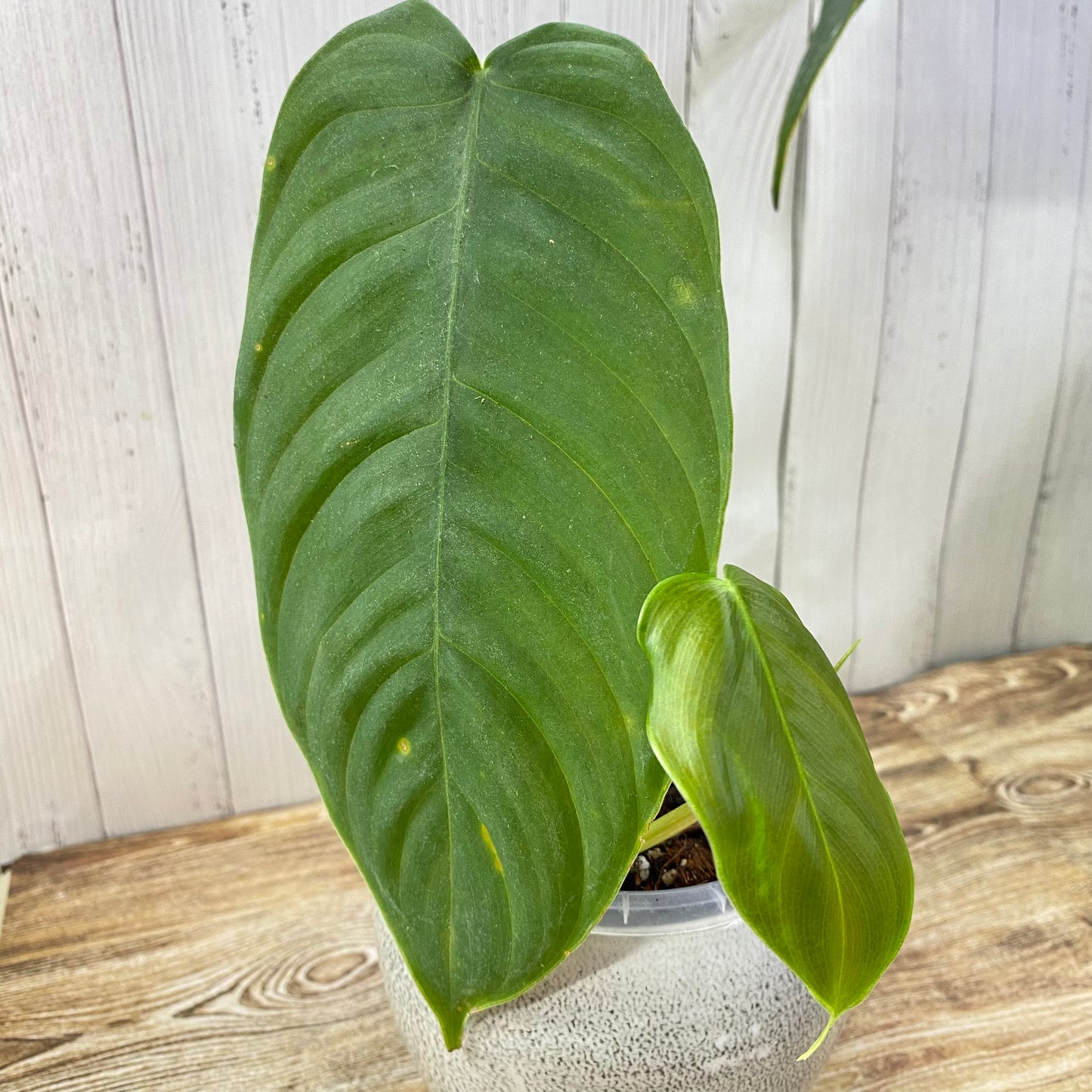 Philodendron Sharoniae