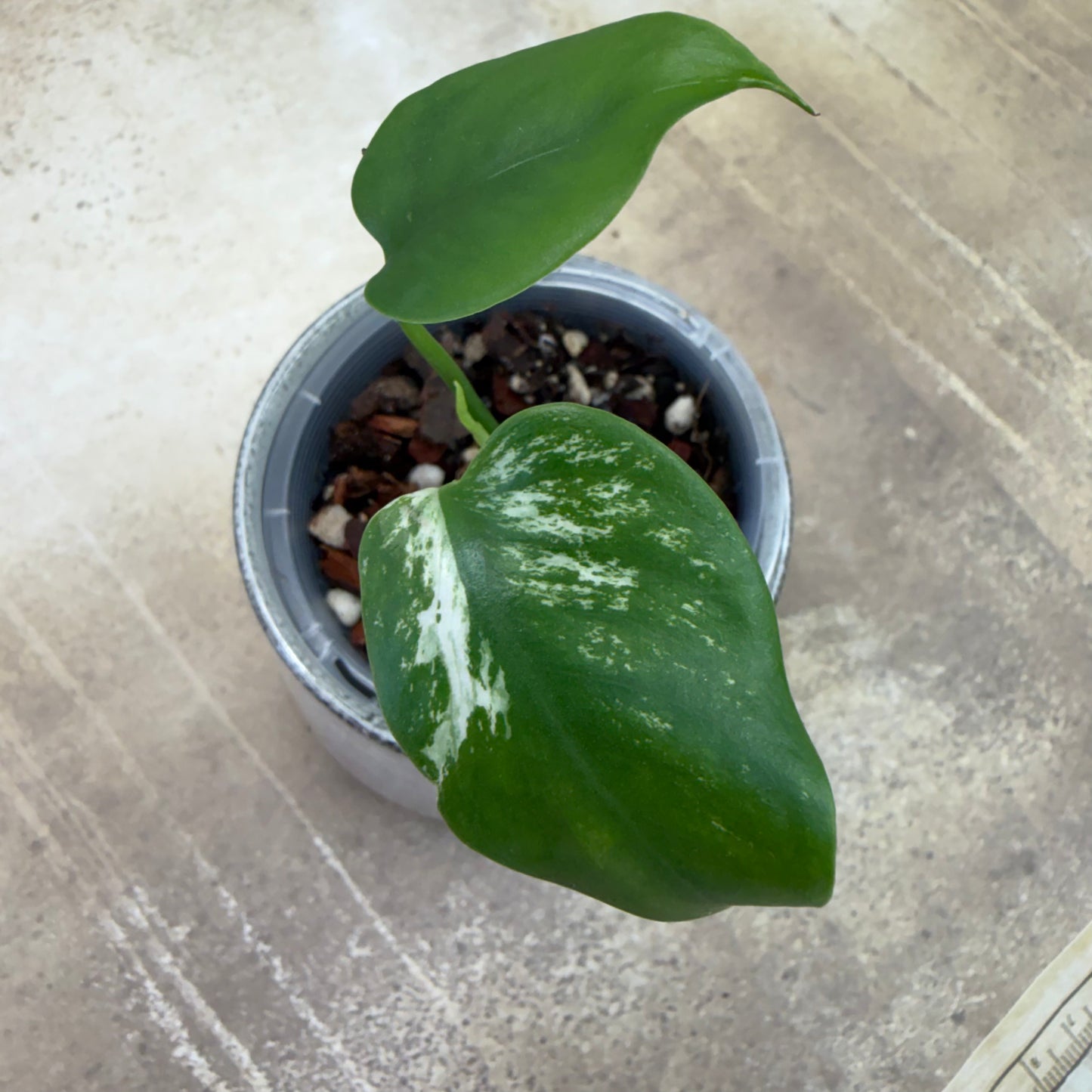 Monstera Devil Monster