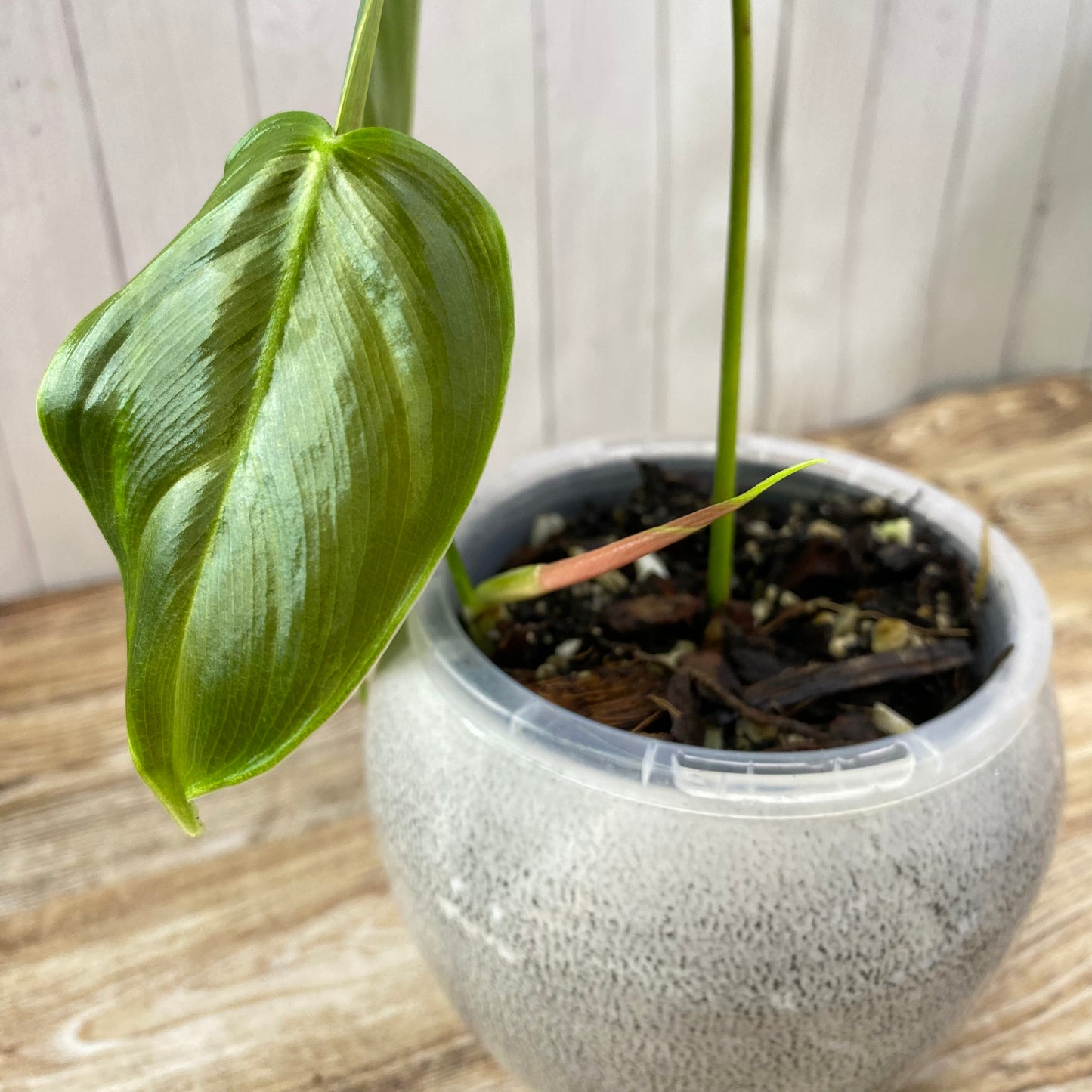 Philodendron Sharoniae